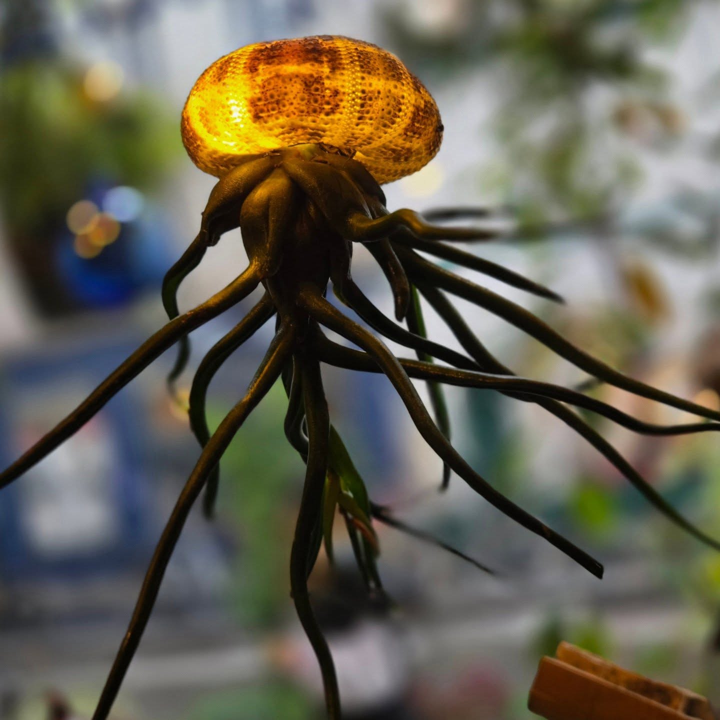 Petite chimère epiphyte de Noël