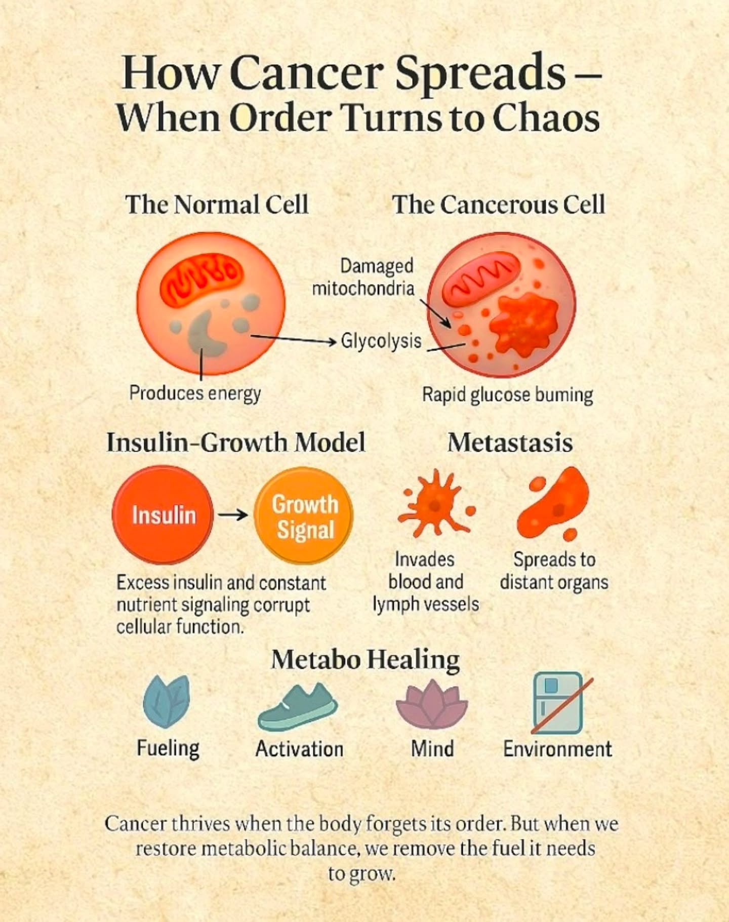 How does Cancer spread?
Cancer isn't a random act of bad genes. It's what happens when the body's internal order breaks down - when cells starved of oxygen and overloaded with glucose, forget their role in the harmony of life.
Dr Jason Fung reminds us that cancer is not an invader , but a survivor. It thrives in a high insulin, inflamed and food flooded environment - one created by constant eating, sugar and stress.
Healthy cells rely on mitochondria and oxygen to produce clean energy. Cancer cells abandon that, reverting to primitive glucose burning (Warburg Effect), multiplying widely and hijacking body's systems for their own fuel.
Healing in a metabolic way matters - fasting, fat adaptation and clean whole foods reduce insulin, oxidative stress and reactive autophagy - the body's built in recycling and repair system.
So,
🥦Fuel your body, don't flood it with food
🏃Move oxygen through your cells
🧘♀️Calm your stress, lower inflammation
🌞Restore order and your body remembers to heal on its own
📚 Inspired by Dr Jason Fung's The cancer code (2020)
#drjasonfung #CancerDietTips #beatcancernaturally #cancerresearch #canceriscurable #cancerfree #cancerprevention #CancerAwareness #cancersupport #oncologyinsights #CancerHealing #CancerPreventionTips #cancerrecovery #CancerFightingFoods #cancerhealthcoach #cancerresearcher #cancerwarrior #cancersurvivor #cancersurvivors