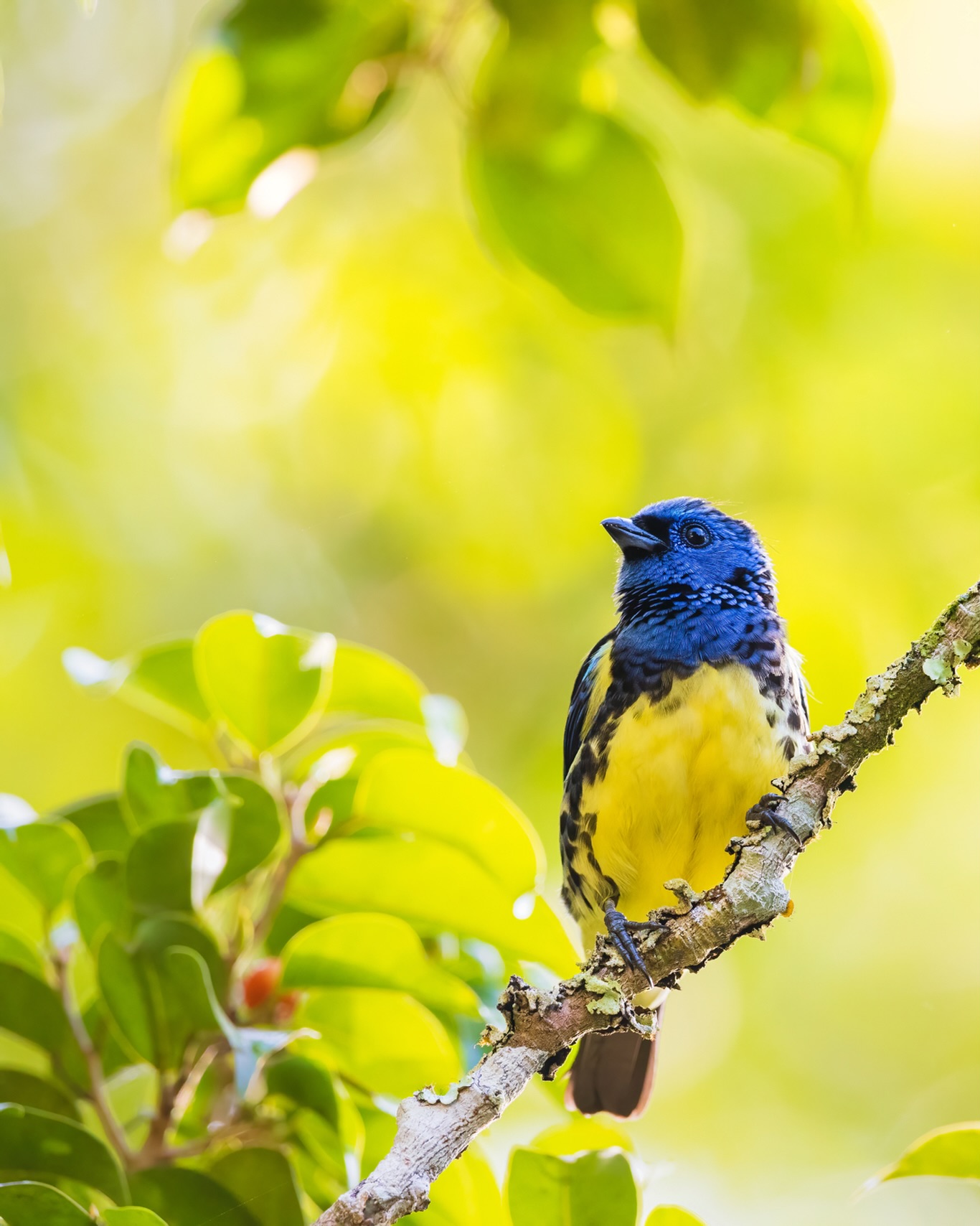 Clouds have gone to sleep, nestled in valleys and clinging to peaks such that all contours fade into featureless nothingness. They leave the rest of the sky to crack open, rivers of blue gradually turning into lakes and ponds - all while being flashed gold, salmon, then a subtle roseate. Here and there a warm sliver still crashes through the trees. Twitterings are ongoing, berries are still being tweezed from soaked limbs by mandibles carefully honed by millions of years of evolution. To be here, whether in the bleakness or the cloak of kaleidoscopic dusk, is a joy.
☆
Turquoise Tanager
☆
#birds #bird #birdphotography #turquoisetanager #tangara