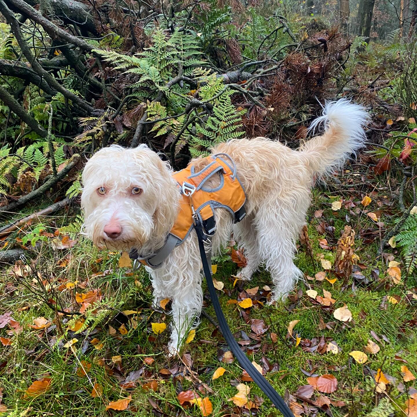 Dolly is relatively new to the gang and she’s LOVING the adventure walks 🙌
#dogsofinstagram #dogwalking