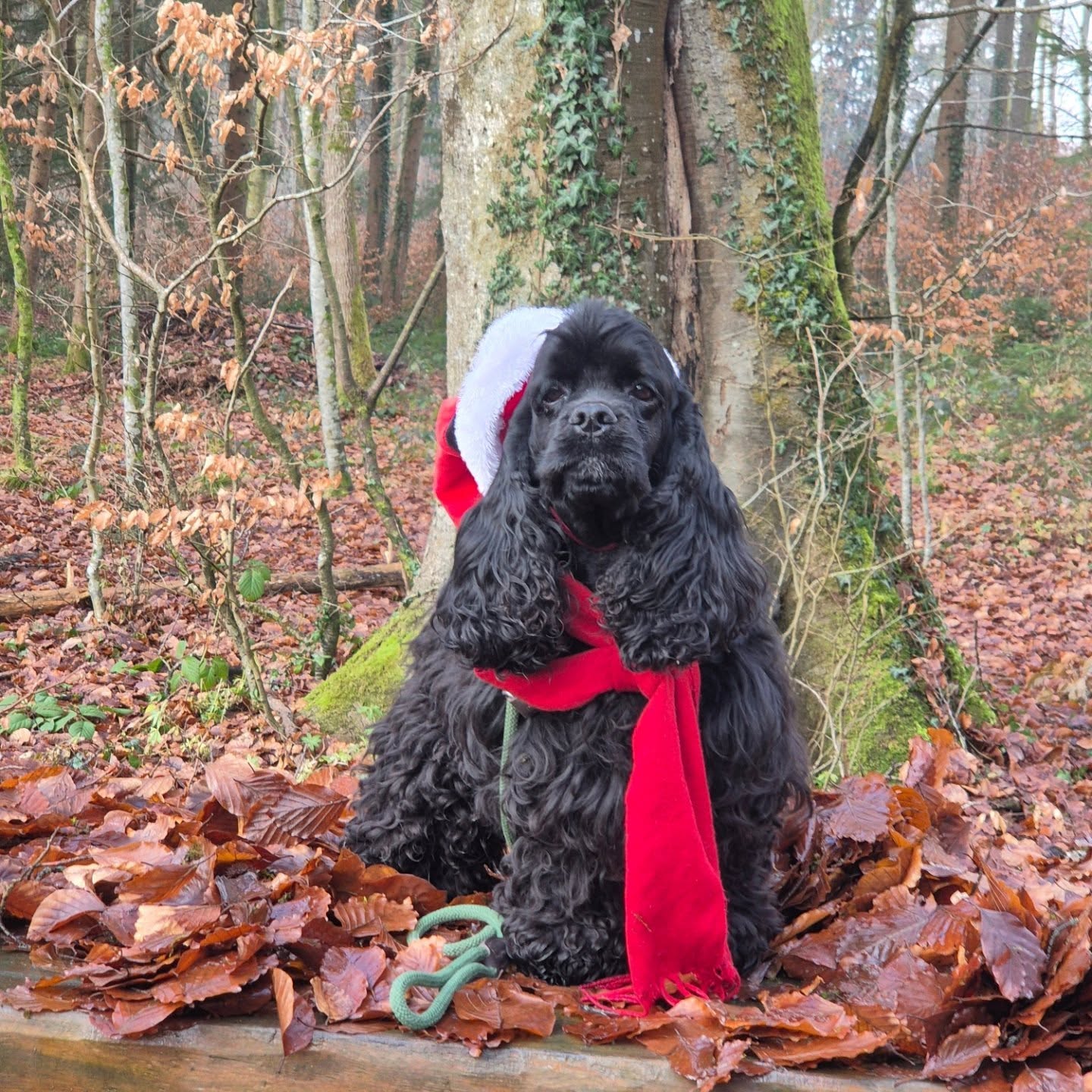 Wir wünschen allen frohe Festtage und alles Gute im neuen Jahr!