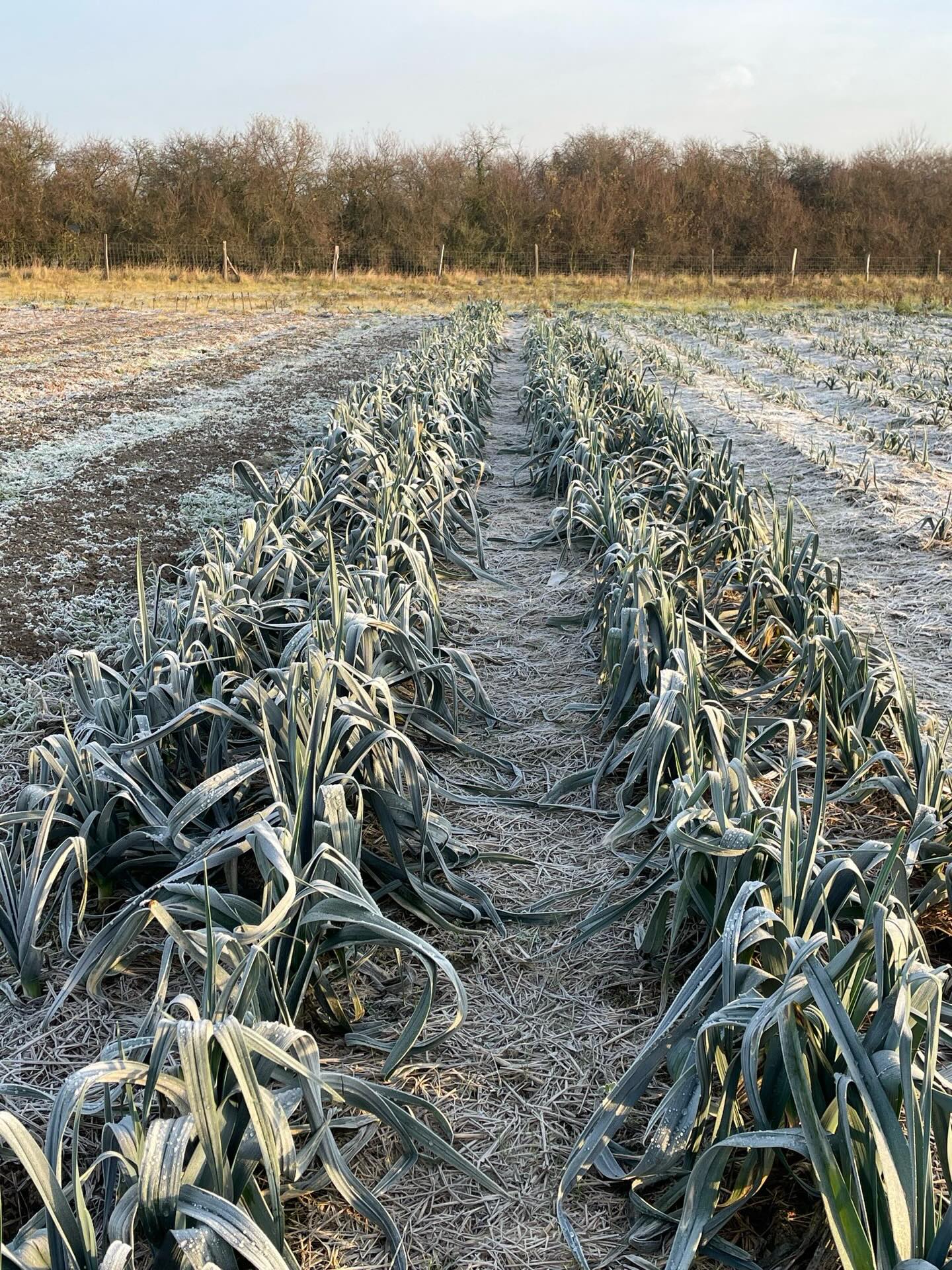 Heute Morgen auf dem Feld ☀️#derfrühevogelfängtdenwurm🐛 #morgensonne #frost #achwieschön #marketgardening #solidarischelandwirtschaft #gemüsekiste #eatlocal #solawi #farmtotable #farmlife #frohlawi #biogemüsekiste #Reinickendorf #hohenneuendorf #stolpe #hermsdorf #frohnau #frischvomfeld #FrischeErnte
