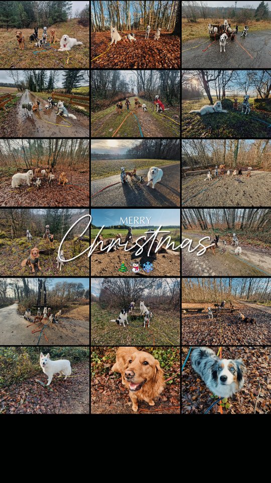 Dog Trotter vous souhaite un très joyeux Noël 🎄✨
Merci pour votre confiance et pour tous les beaux moments partagés cette année avec vos loulous 🐾
Je vous souhaite une soirée pleine de joie, de douceur, de câlins et de bonheur aux côtés de vos fidèles compagnons ❤️
Profitez bien ✨
#dogtrotter #joyeuxnoël #chienheureux #dogwalking #luxembourg