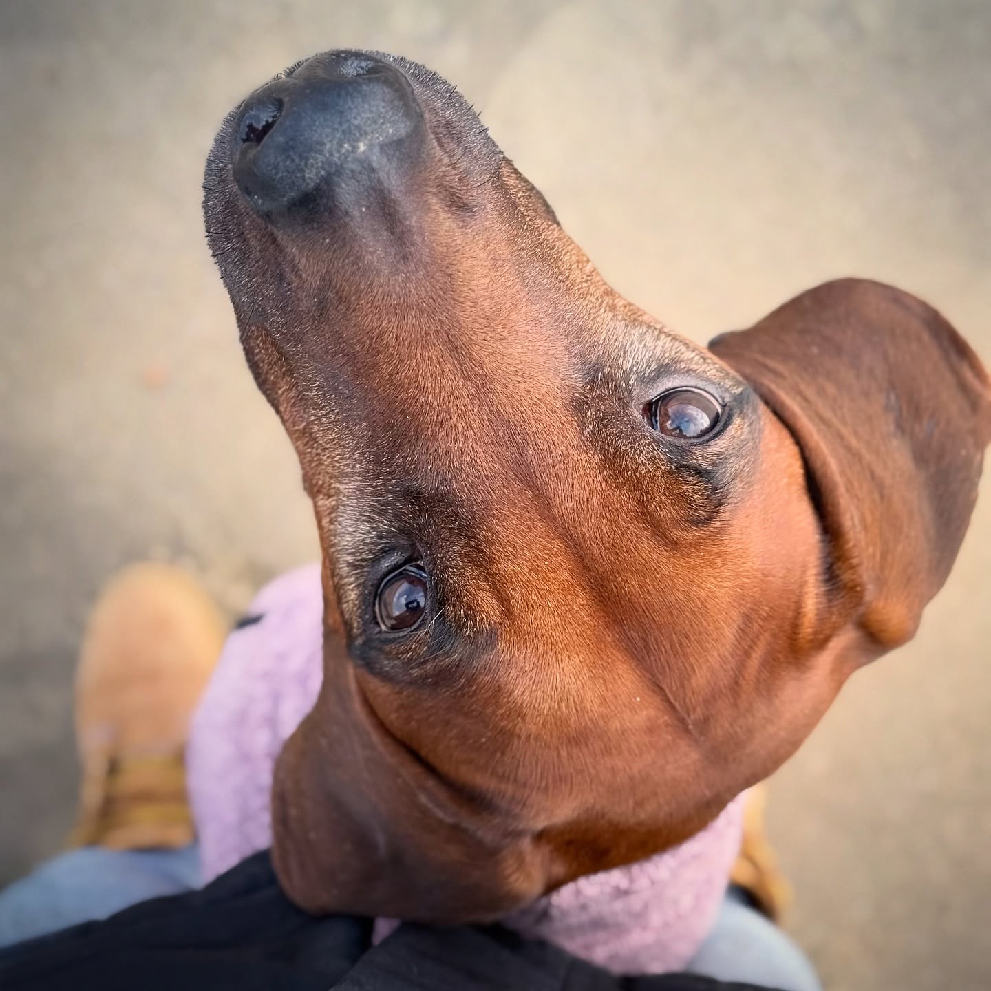 Ivy: „Ich hab’s gesehen, ich hab’s gerochen – wir können heim. Würde heute nicht nochmal gehen ohne Leckerli.“ 🐾🐶🫣
#dogwithattitude #ridgeback #rhodesianridgeback #hundeliebe #doglovers #doglove #hund