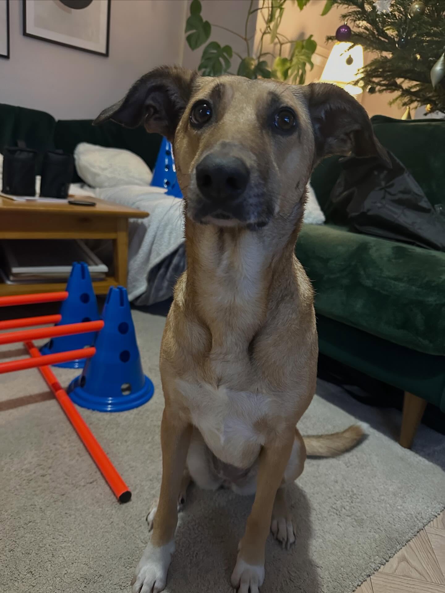 How sweet is Honey? 🍯 🥰
This lovely lady did really well with her latest check-in!
Being a slightly more nervous girly, Honey has built up her confidence with physio and is on her way to stronger hindlimbs and comfortable hip movement. Well done Honey! 💪