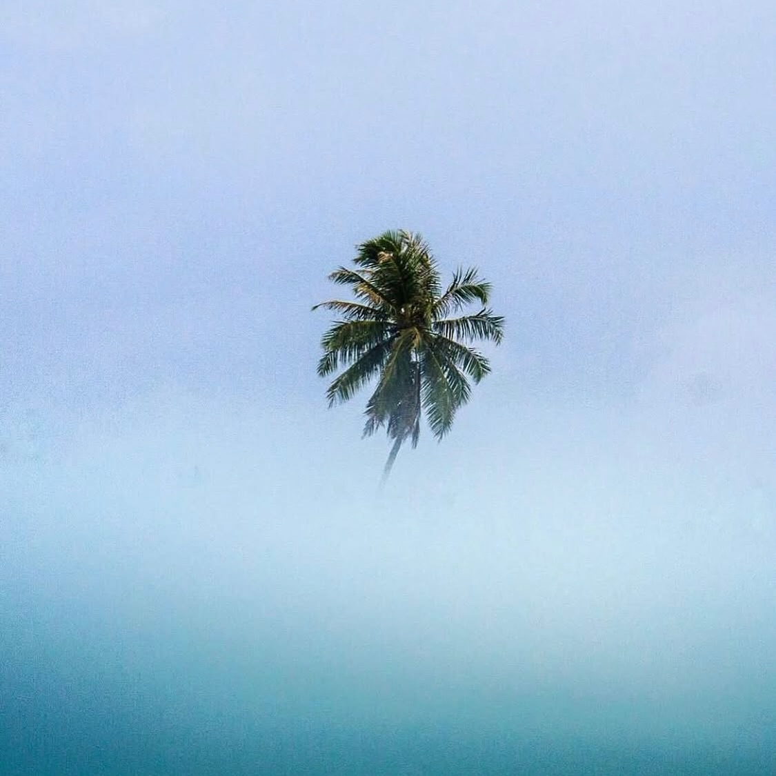 Always dreamin’ 🌴