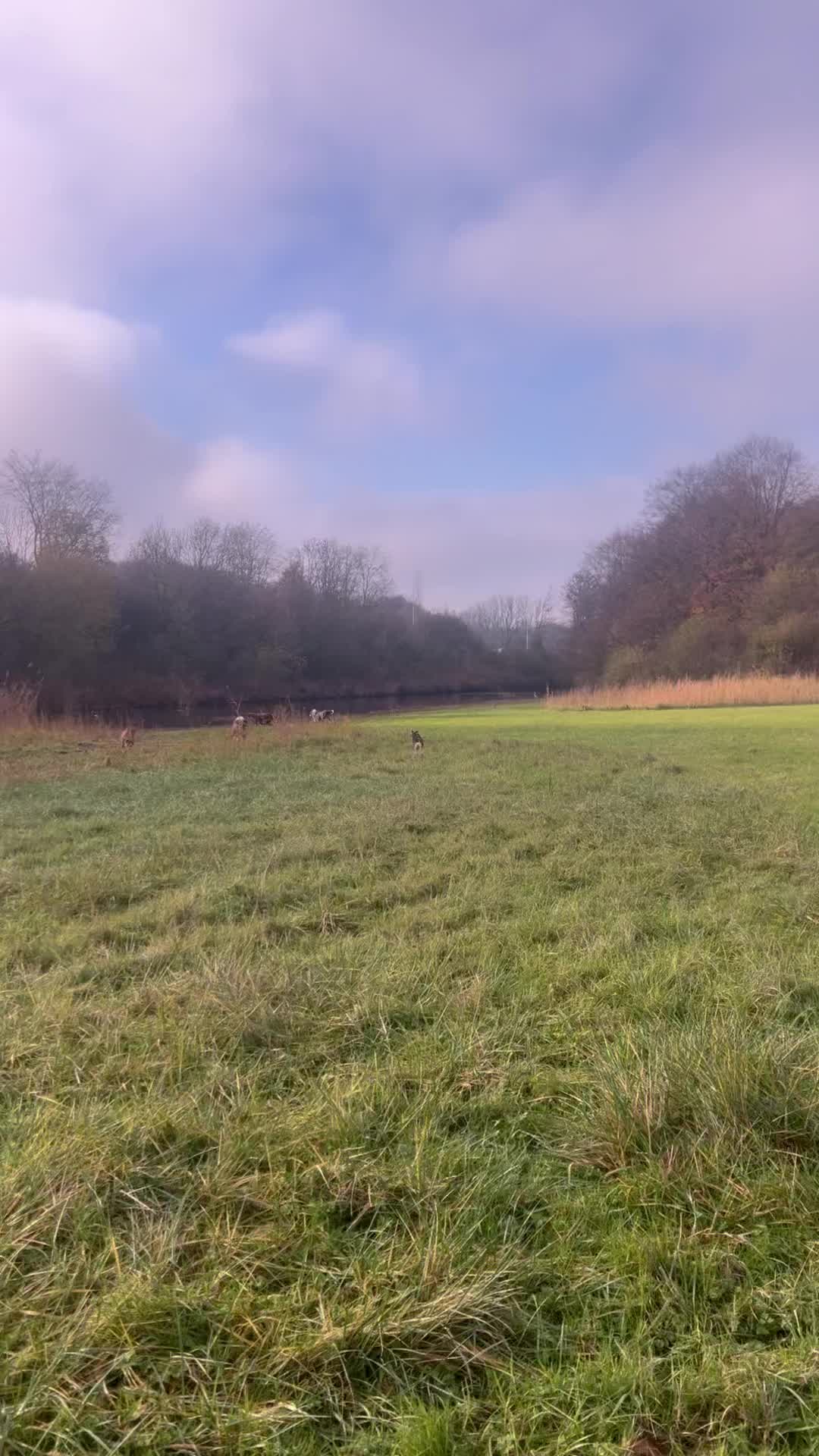 Hondjes blij, wij blij! ๐
๐พFlex, Lola, Bodhi, Juul, Kibo, Coco, Iker en Sammy