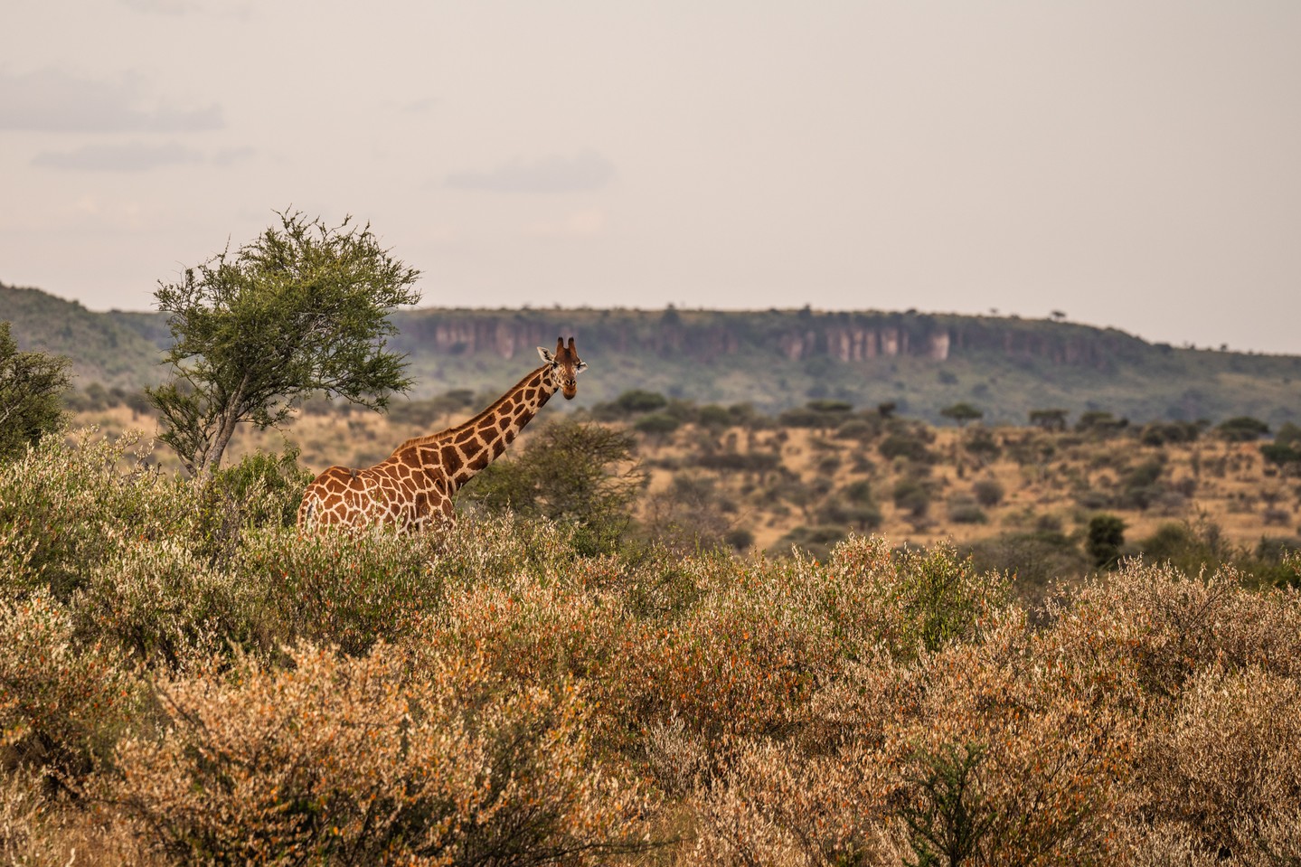Reticulated giraffes are one of northern Kenya’s most iconic species — and also one of its most threatened. At Loisaba, we’re working closely with San Diego Zoo Wildlife Alliance (SDZWA) to better understand their movements, behaviour, and the challenges they face across the landscape.
Through long-term research, community engagement, and shared learning with pastoralist neighbours, we’re building a clearer picture of how giraffes use rangelands and how people and wildlife can thrive together. From camera-grid data to community reporting networks, every piece helps guide smarter, landscape-level conservation.
Photo © @jamielucasphotography
#LandConnectedLifeProtected #GiraffeConservation #WildlifeProtection #SustainableLiving #Biodiversity #KenyaWildlife #NatureResearch #CommunityConservation #EndangeredSpecies #Coexistence