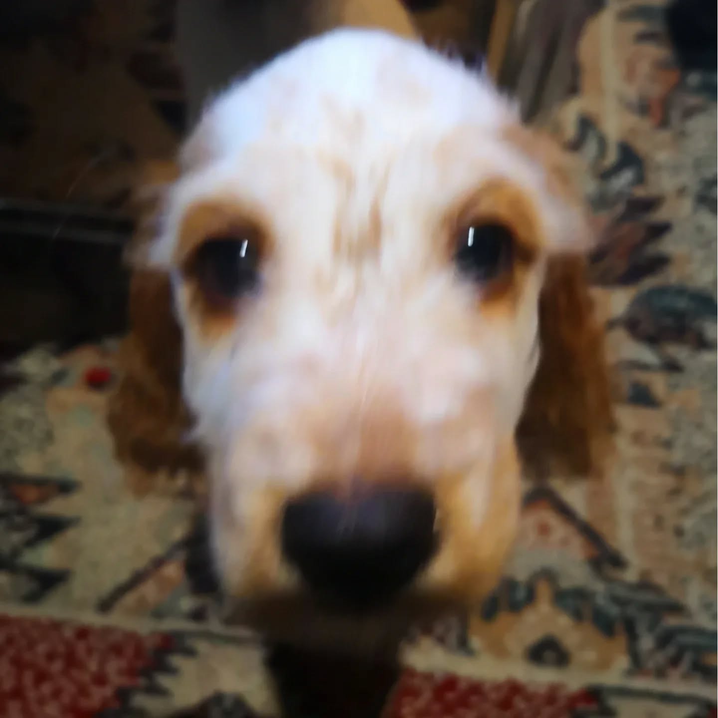 Asta, Cocker Anglais de 2 mois en suivis éducatif. ❤️
La saison des bilan en pénombre est de retour et ses clichés de qualité avec. Je vous ait tout partagé !
Je sais que je vais avoir des remarques de la famille Rolland 😒