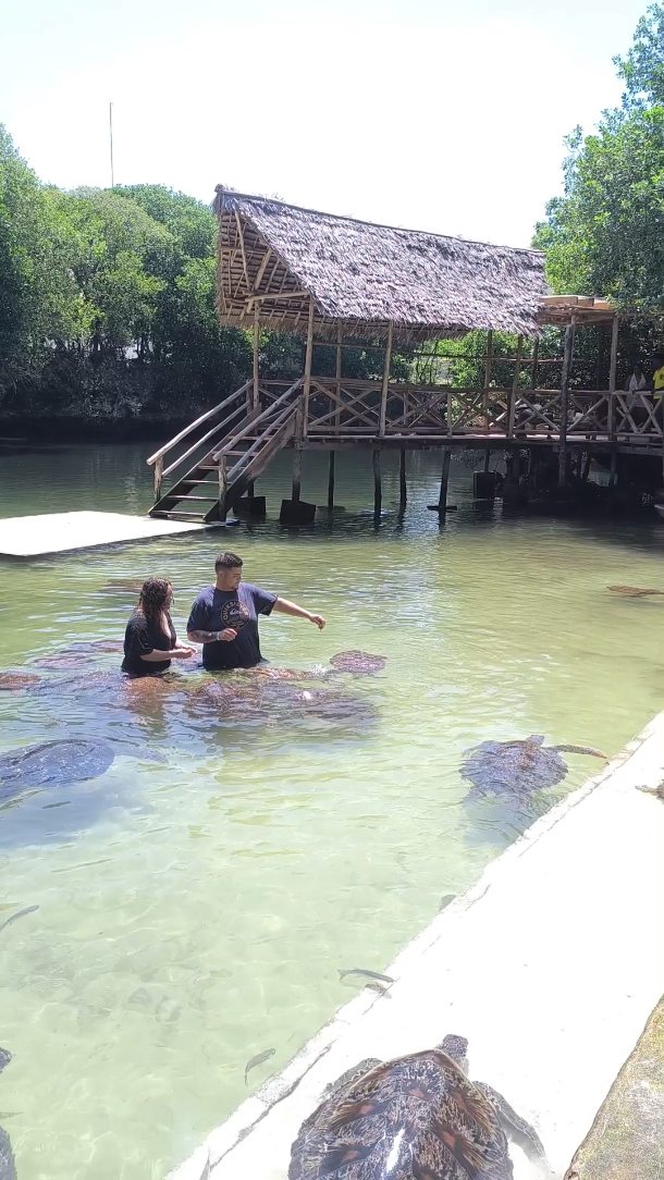 Meet Zanzibar’s gentle sea turtles .
Get close to green, hawksbill and other species. Learn about their conservation and even feed these amazing creatures.
A magical experience for all nature lovers!
Contact us
WhatsApp
+255 777 814472
Email
info@cheicheizanzibartour.com
Please visit our website to find more
www.cheicheizanzibartour.com
🏝️
🦒
🧳
#zanzibar #seaturtles🐢 #conservation #zanzibar🇹🇿 #traveldestination #tanzania #tanzaniasafari #cheicheizanzibartour #nungwi #kendwabeach #tourpackages