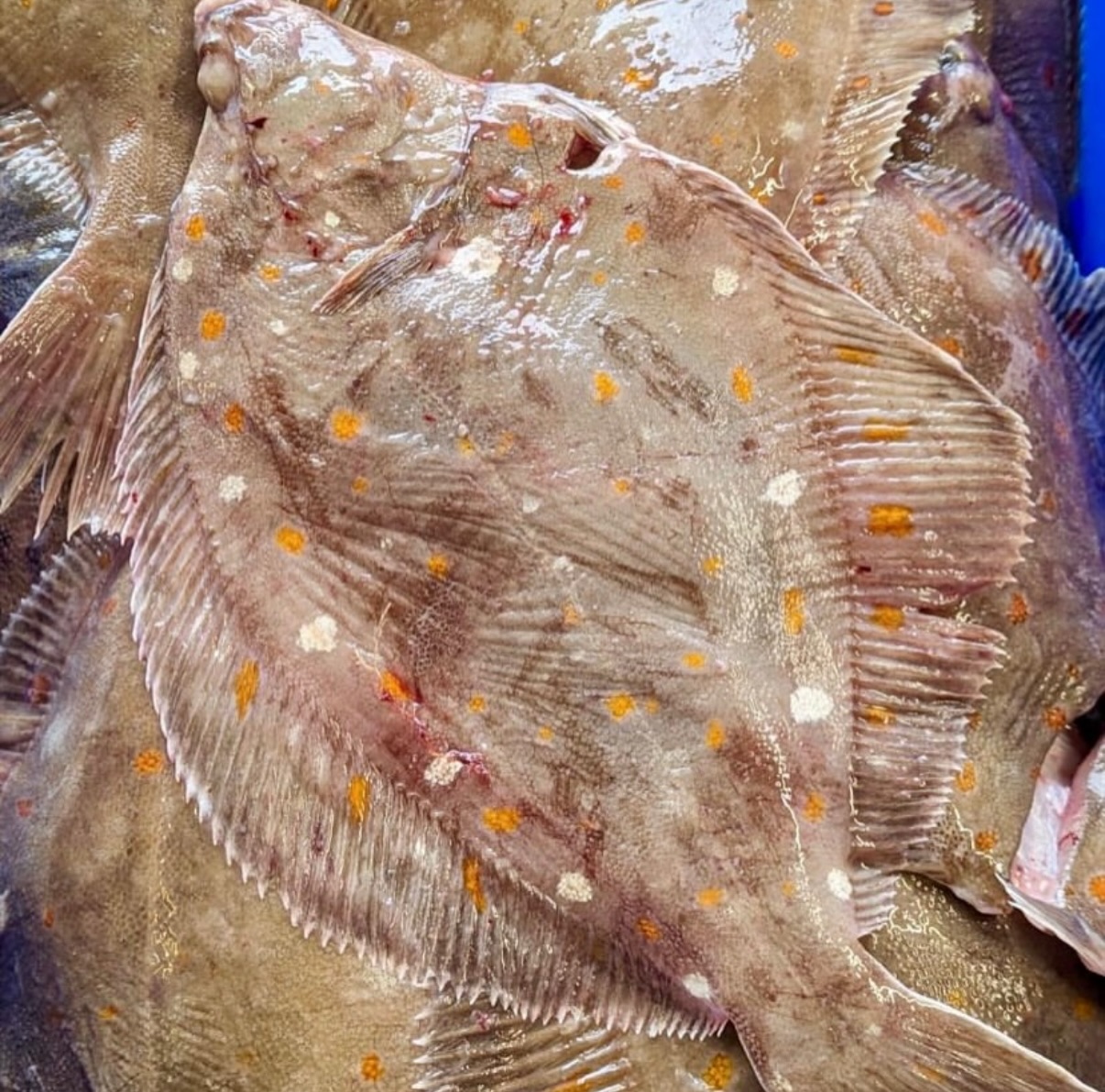 Your Plaice or Ours? The choice is yours, but the quality is always premium.
Don’t compromise on your seafood. We supply meticulously sourced plaice with a stunningly sweet and delicate flavour. Better yet, it can be prepared to your exacting specification by our highly skilled team of fishmongers, saving you valuable time in the kitchen while ensuring perfection.
From whole fish for creative menu development to pin-bone-out fillets ready for the pan—rely on us for consistent, premium quality delivered fresh to your pass.
#Plaice #ChefsLife #SeafoodSupplier #Fishmonger #PremiumIngredient #yourplaiceormine😋🐟