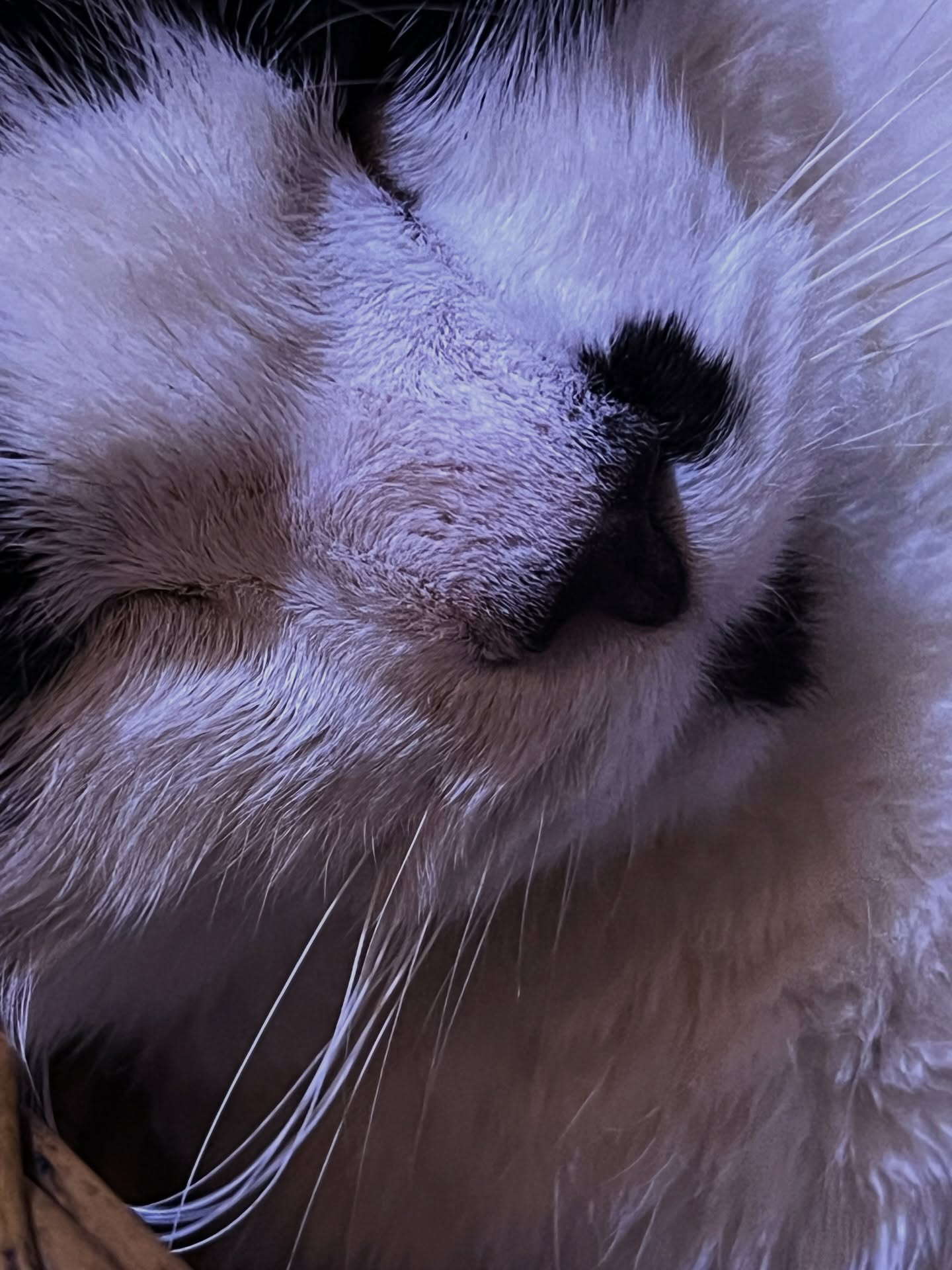 Just a few snaps of the cat, Eric. He’s very photogenic here but usually he isn’t.
#photographer #cats_of_instagram #photography #cats #photo