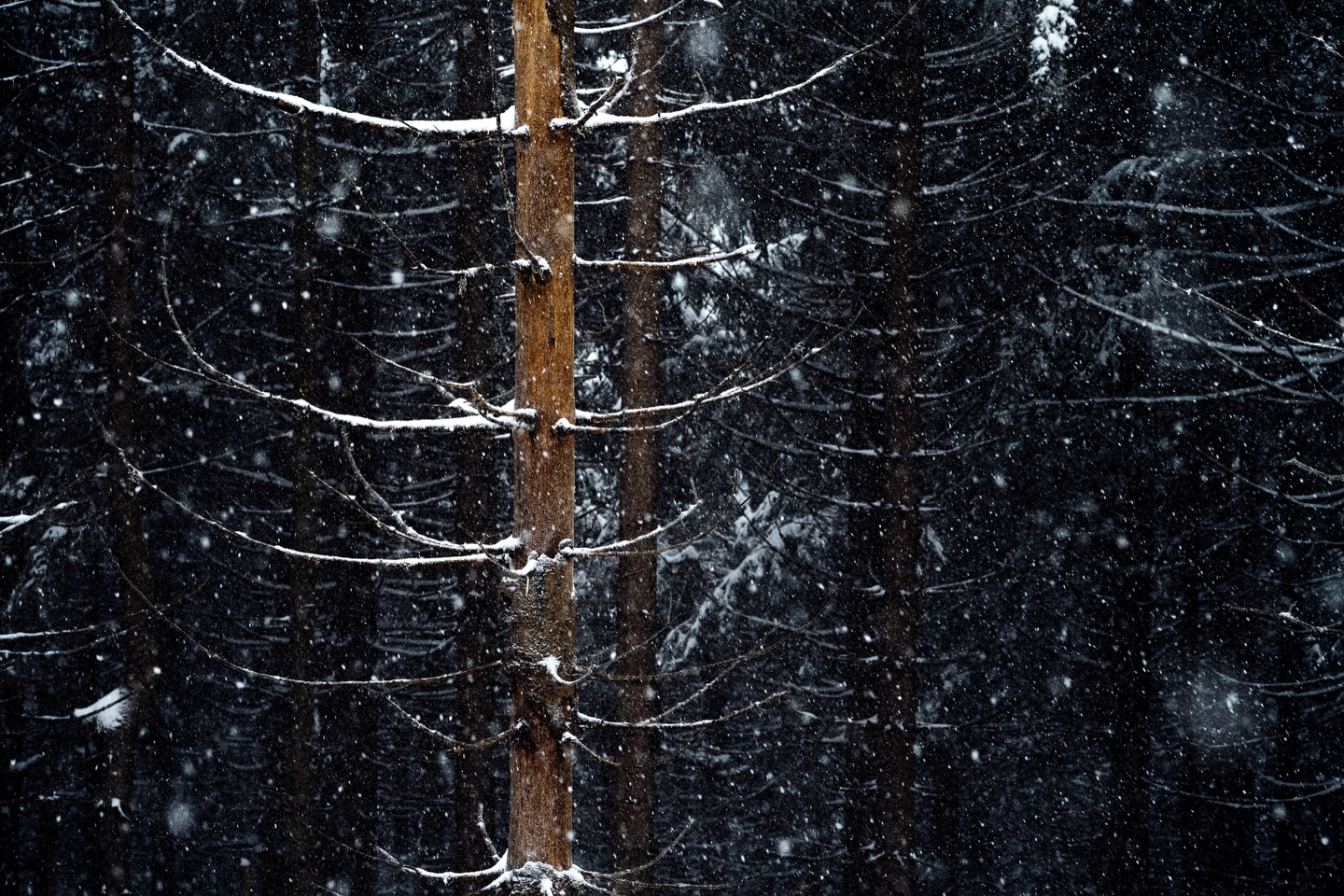 Waiting for the first snow!
The next days should be cold enough for snow in my home region. Fingers crossed! 🤞
(The image is almost exactly 1 year old)
#elementsphotomag #mavenfilters #wanderlust #gitzoinspires #sonyalpha #autumnvibes #herbstistschön #herbst #fallintoautumn #winteriscoming #intimatelandscape #minimallandscape #minimalmood #mindtheminimalism #gdtfoto #intimatelandscape #minimal_perfection #minimal_nature #feelinginspired #intimatenature #gominimalmag #folkscenery #greatnorthcollective #tree_captures