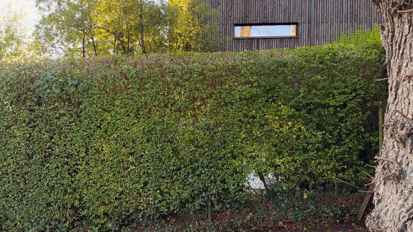 ✨ Big Hedge Cut Transformation! ✨
This hedge had been left to grow wild for quite some time and completely lost its shape. Today it got the attention it deserved — a clean, smooth trim with a beautifully rolled, curved top that flows seamlessly along the entire length.
There’s something satisfying about bringing structure and style back to an overgrown hedge. Swipe to see the before & after! 🌿✂️
#HedgeCut #GardenMaintenance #BeforeAndAfter #GardeningLife #FreshTrim #CleanLines #GardenGlowUp