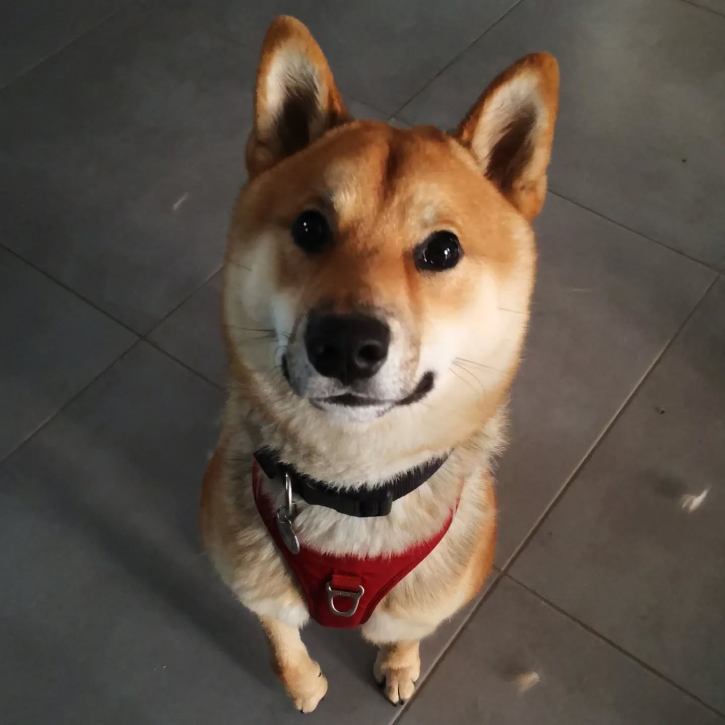 Vox, Shiba Inu de 1 an en suivis éducatif.
Gestion de la frustration, rappel et interactions congénère. Un loulou bien dans ses pattes qui a besoin de parfaire un peu ses éducations de base.