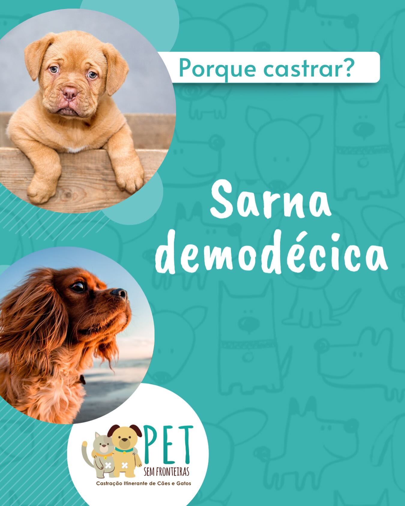 Sarna Demodécica em Cães: O que você precisa saber!
A Sarna Demodécica, também conhecida como sarna negra, é uma doença de pele comum em cães causada pelo ácaro Demodex canis. Esses ácaros vivem nos folículos pilosos e glândulas sebáceas da pele do cão.
*Causas:*
- A Sarna Demodécica é causada pela presença excessiva de ácaros Demodex canis na pele do cão.
- Cães com sistema imunológico debilitado ou desequilibrado podem ser mais propensos a desenvolver a doença.
- A transmissão pode ocorrer de mãe para filhote durante a amamentação.
*Diagnóstico:*
- O diagnóstico é feito por meio de exames de pele, raspados cutâneos e análise microscópica.
*Tratamento:*
- O tratamento depende da gravidade da doença e pode incluir medicamentos tópicos ou orais para matar os ácaros e controlar a infecção secundária.
*Prevenção e Castração:*
- A castração pode ajudar a prevenir a Sarna Demodécica em cães, especialmente em casos de sarna demodécica generalizada. Outro benefício é o controle de hormônios sexuais, que podem contribuir para o desenvolvimento da doença.
*Dicas para evitar a Sarna Demodécica:*
- Castre seu cão para reduzir o risco de desenvolver a doença.
- Manter o cão com boa saúde geral e sistema imunológico forte.
- Realizar exames regulares de pele e pelo com o veterinário.
*Se você suspeita que seu cão tem Sarna Demodécica, consulte um veterinário!*
Lembre-se de que a prevenção e o tratamento precoce são fundamentais para evitar complicações e garantir a saúde do seu cão.
#SarnaDemodecica #Cães #SaúdeCanina #Veterinária #Prevenção #Tratamento #Castração #CuidadosComCães