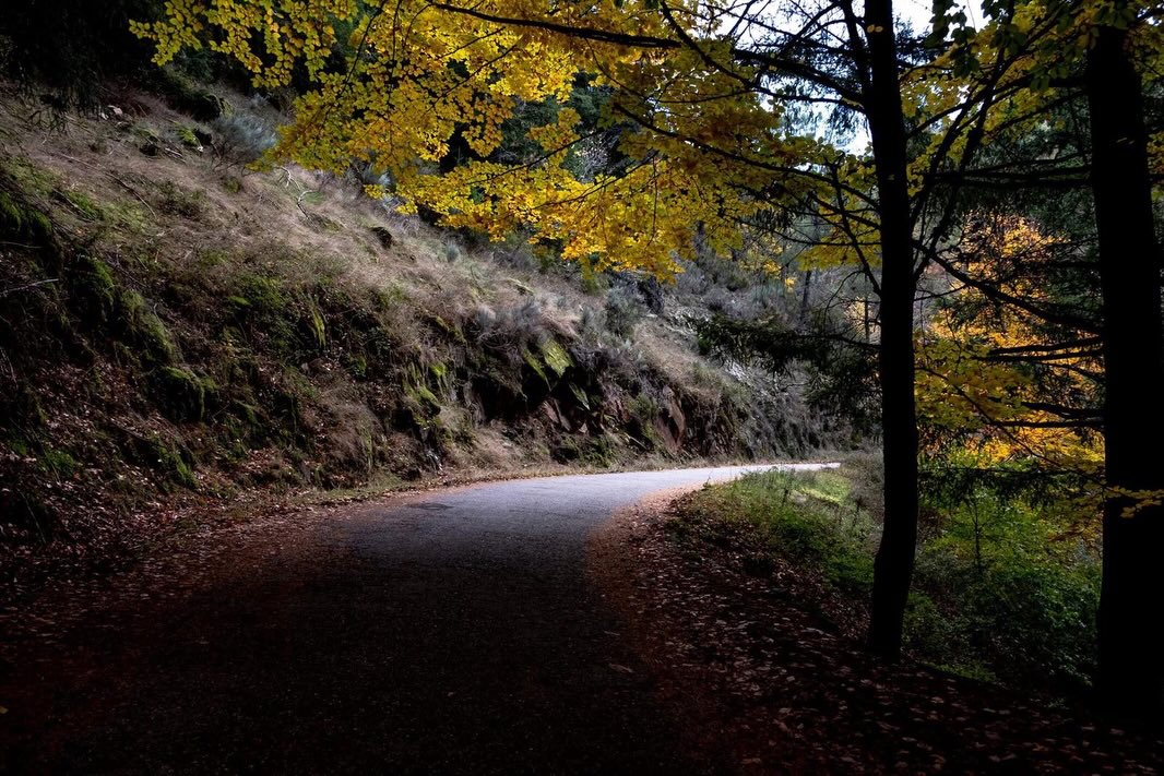 Here & Now: Fall foliage doesn’t usually pop to mind when you think of Portugal, but it exists here… In the Beira and Serra da Estrela there are pockets of golds and reds that pepper the forests, hilltops and mountains every autumn. The Rota das Faias (the route of the beech trees) are a muse for photographers like @josejpio of Castelo Branco, who shared with us his marvels in the village of Manteigas. It’s at its most vibrant in November.
#autumn #nature #portugal