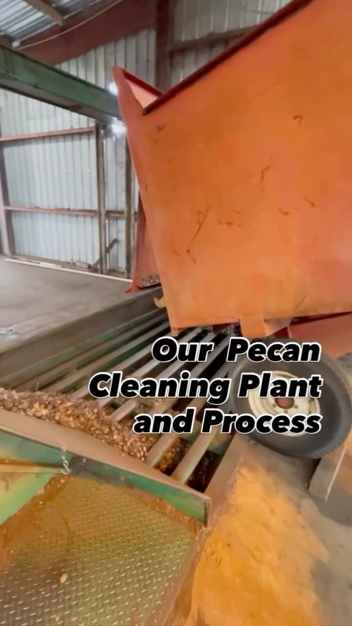 The pecan cleaning process takes place at Godwin and Sons’ cleaning plant. Then we send our pecans to the sheller to be shelled. Visit www.godwinpecans.com to get your farm-fresh pecans! #georgiapecans #farmfresh #pecans