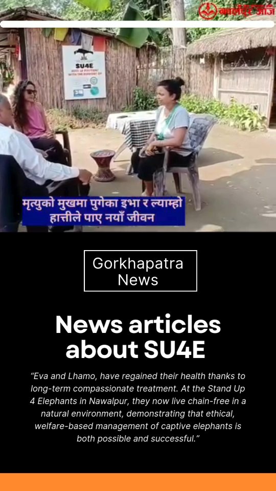 🇬🇧 We were honoured to welcome Nawalpur Aaja News and Gorkhapatra News to our center. Their visit and interest in Eva and Lhamo help raise awareness about ethical elephant welfare and the importance of compassionate, science-based care in Nepal.
"Eva and Lhamo have regained their health thanks to compassionate treatment. At the Stand Up 4 Elephants care center in Nawalpur, they now live chain-free in a natural environment, demonstrating that ethical, welfare-based management of captive elephants is both possible and successful."
🇫🇷 Nous avons eu l’honneur d’accueillir Nawalpur Aaja News et Gorkhapatra News dans notre centre de soins. Leur visite et leur intérêt pour Eva et Lhamo contribuent à sensibiliser le public à la protection éthique des éléphants et à l’importance de soins bienveillants et scientifiques au Népal.
"Eva et Lhamo, autrefois gravement négligées après des années de safaris touristiques, ont retrouvé la santé grâce à des soins vétérinaires et un accompagnement bienveillant. Au centre de soins de Stand Up 4 Elephants à Nawalpur, elles vivent désormais en liberté dans un environnement naturel, prouvant qu’une gestion éthique et respectueuse des éléphants captifs est non seulement possible mais efficace."
Nawalpur Aaja News, Gorkhapatra News, ethical elephant care, Eva and Lhamo, Stand Up 4 Elephants, Nepal wildlife welfare, compassionate care, chain-free elephants, responsible tourism, veterinary care, elephant rehabilitation, conservation awareness
#StandUp4Elephants #SU4E #EthicalElephantCare #ChainFreeElephants #CompassionOverCruelty #ResponsibleTourism #ElephantWelfare #EvaAndLhamo #AnimalRescueNepal #WildlifeProtection #NawalpurAajaNews #GorkhapatraNews #NepalConservation #EndElephantRiding #ElephantRehabilitation #CareNotCruelty #PositiveElephantTraining #RespectWildlife #SavingElephants #NoMoreChains