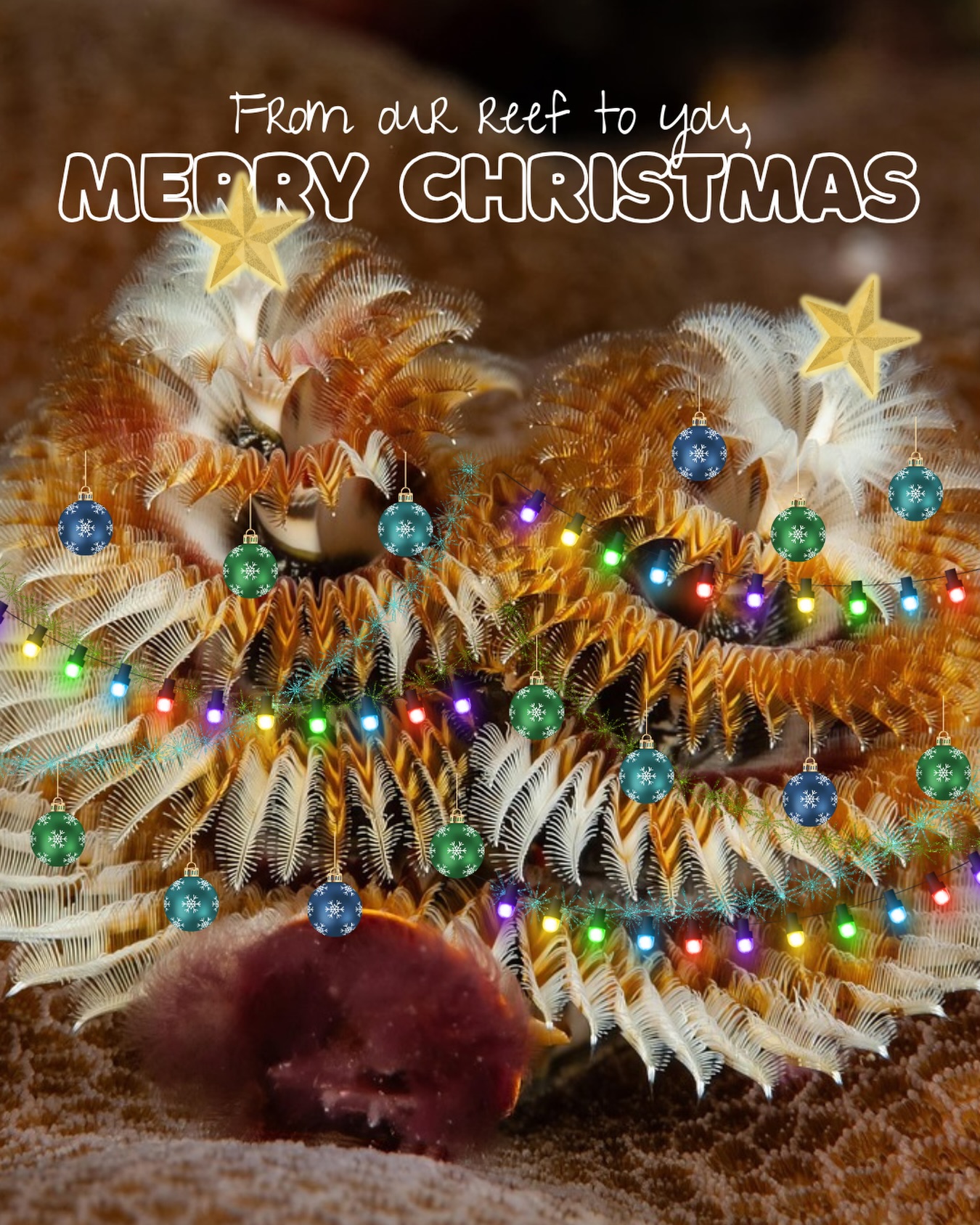 A little reef magic this Christmas! 🎄✨
Thank you for supporting ocean conservation this year, from our reef to you, Merry Christmas! 🪸🩵