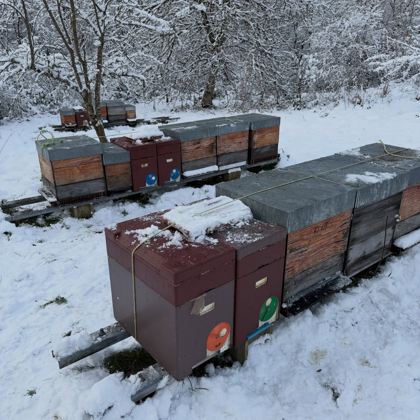 ☃️ 🐝Aujourd’hui c’était journée apiculture dans la neige avec les copains apiculteurs du @rucher_solidaire_du_lomont !
Au programme :
✅ Changement des isolants de toit
✅ Pose de toits résistants aux intempéries pour les mini plus
✅ Regroupement et sanglage des ruches pour affronter le froid et les tempêtes
Résultat : 68 colonie sont désormais prêtes à passer l’hiver au chaud ! Croisons les doigts pour qu’elles traversent cette saison sans encombre.