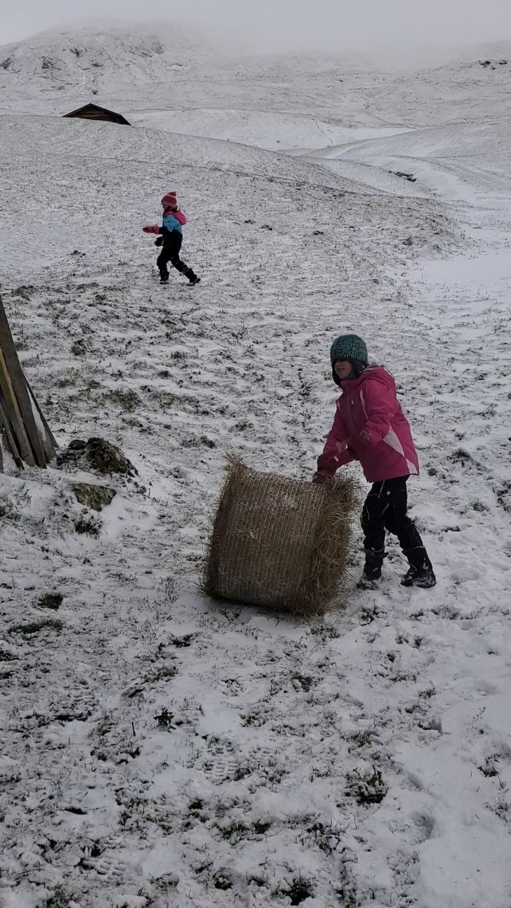 ein B Ä L L E L I für das Jungvieh
Die Winterfütteeung hat begonnen...
#biohof_rofel #langwies #schanfigg #arosa #landwirtschaft #regionplessur #bauernhofleben #vombuur #buure #kinderhelfenmit #fondei