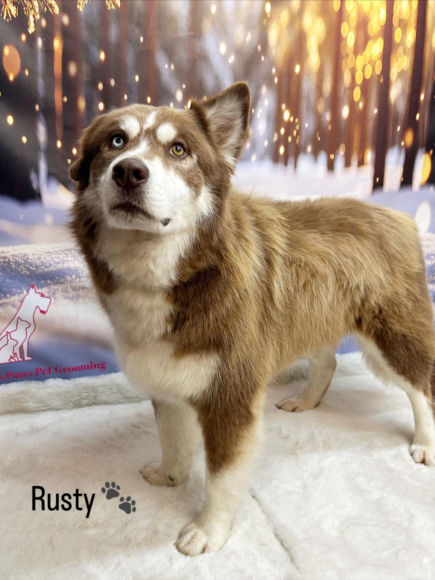 20/11/25 Surrounded by love and puppies 🐾🥰
#cute #doggroomingsalon #love #winterphotoshoot❄️