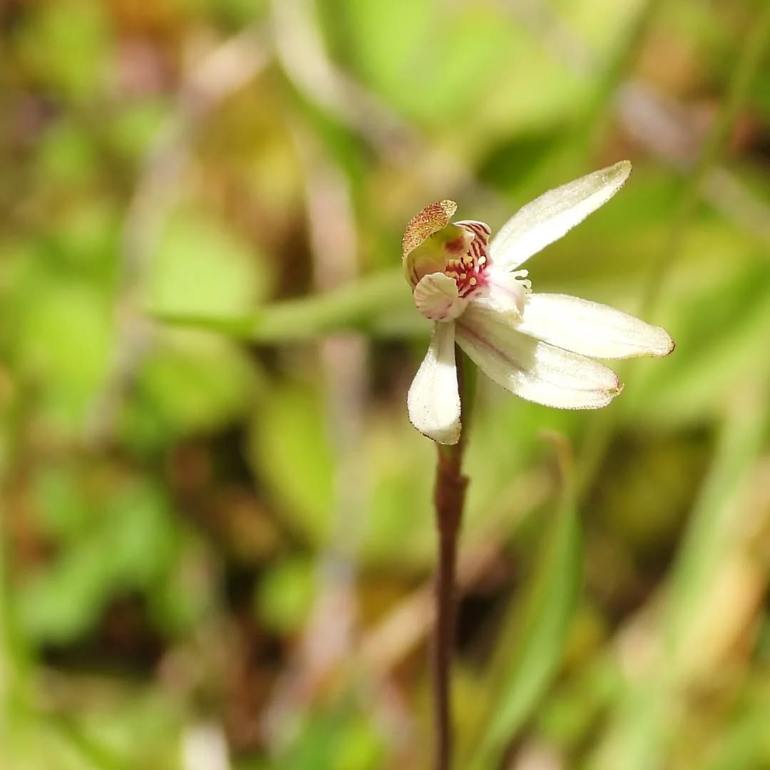 Caladenia orchids back this season, such tiny beautifully detailed creatures. Seen in the undergrowth on the edge of the Beech forest.
#karameaorchids #caladenia #Karamea #karameawild #newzealand #nzlife #nzwildlife #wildnz #southisland #nzsouth #southislandnz #westcoastnz #nzwestcoast #tewaipounamu #paradise #umere #arapito #littlewanganui #birdsnz #nzbirds #wildsouth #kohaihai #oparara #birdshots #birdphotos #wildlifenz #Aotearoa #nzfauna #nzflora