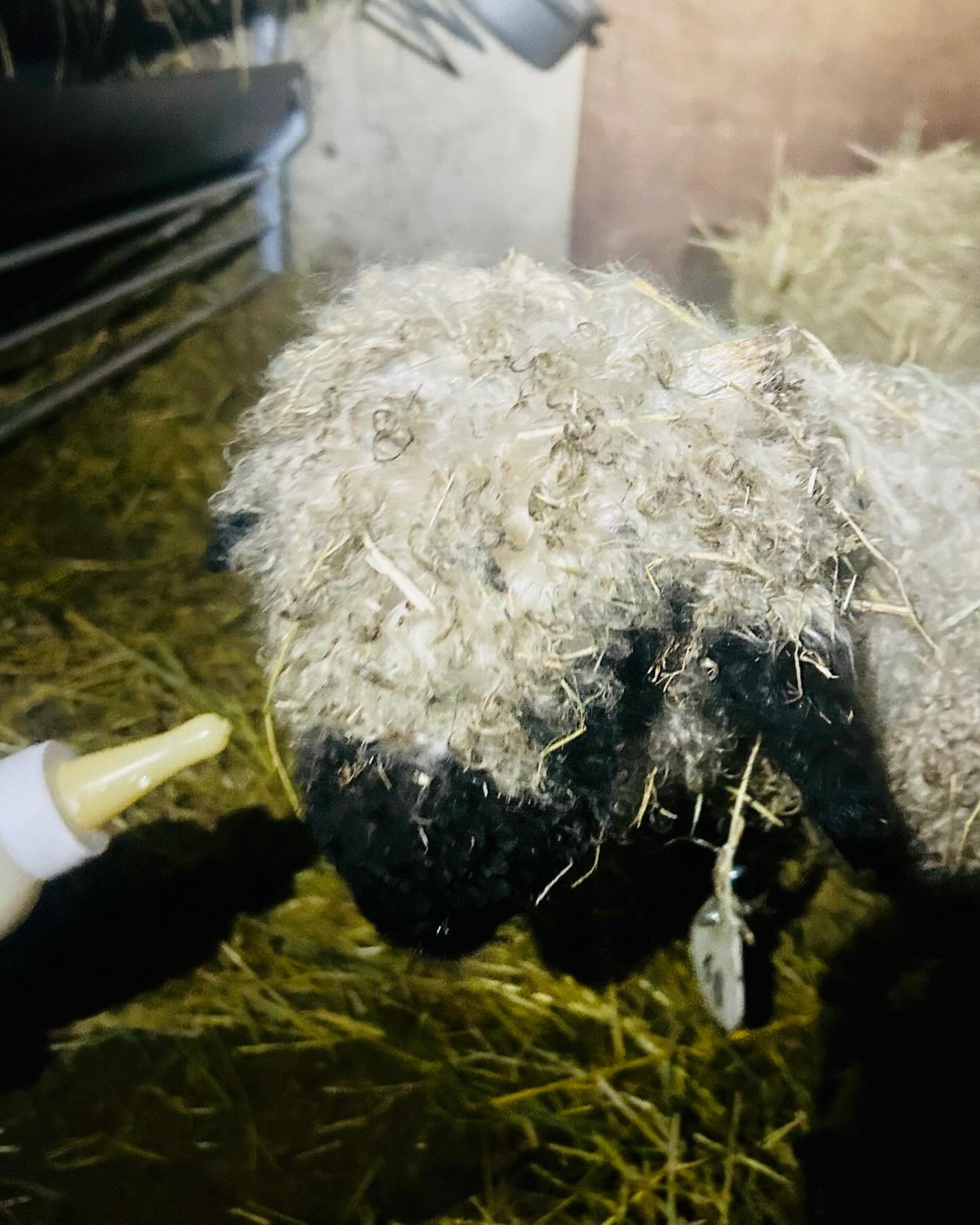 Het is niet altijd rozengeur en maneschijn op de boerderij… Ons jongste lammetje kwam vrij zwak ter wereld, maar met de nodige zorg kregen we haar er toch door. Helaas merken we dat ze te weinig drinkt bij de mama ooi en opnieuw verzwakt, daarom schakelen we over op flesvoeding. Zo kunnen we haar van dichtbij opvolgen en de extra zorg geven die ze nodig heeft. 💔