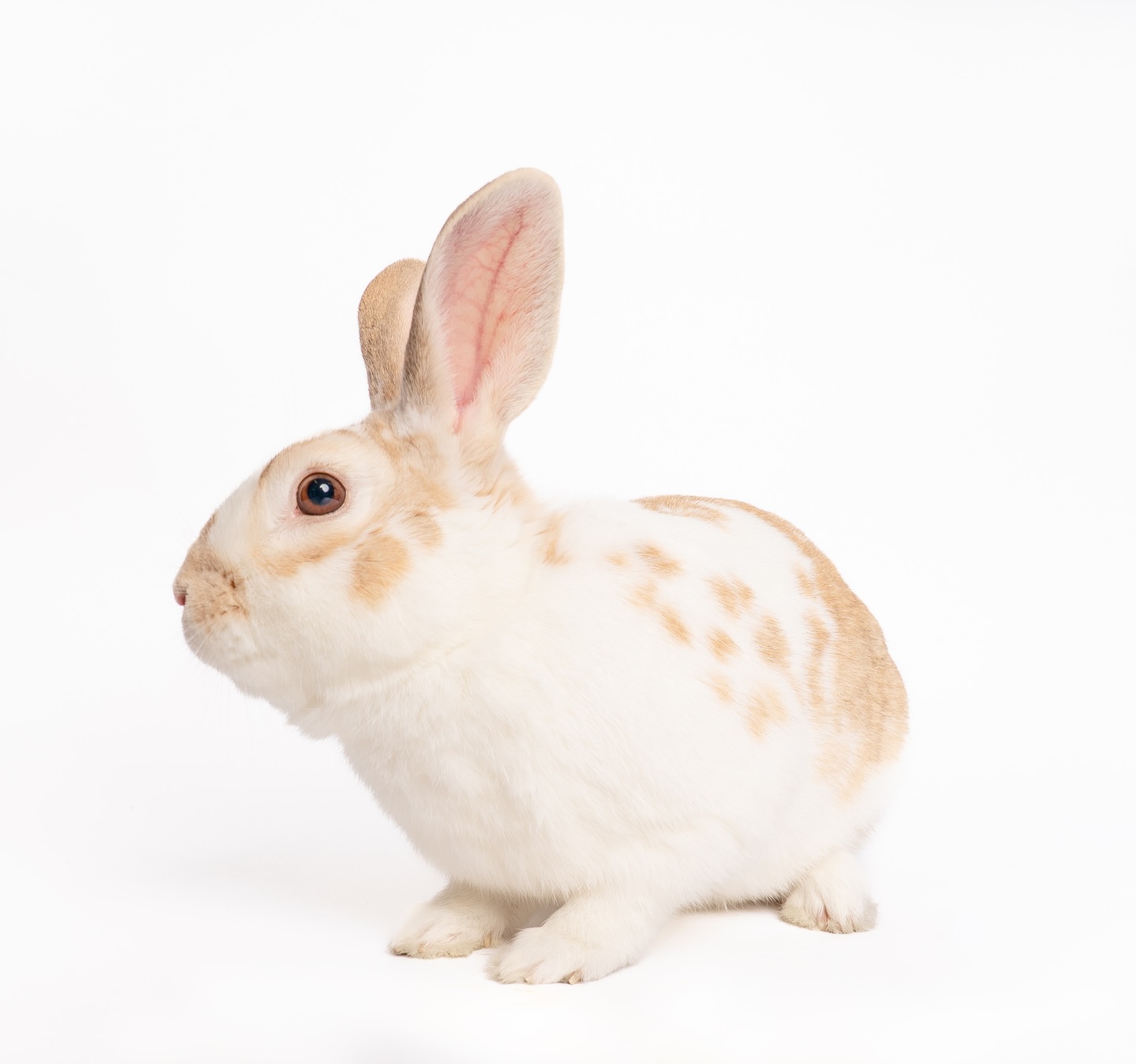 It’s time to meet our @cbsnewstexas Pet of the Week!
Meet Ravyn, the sweet boy who operates with the swagger of a celebrity arriving on the red carpet—he’s here for the adoration! This handsome rabbit requires zero coaxing. When his door opens, he simply glides out, expecting immediate pets and attention.
Ravyn isn’t just social; he’s a master networker who treats every human interaction as a mandatory petting session. His plush, dense coat is legendary; he’s essentially a sentient velvet cushion that happens to eat hay.
If you are looking for a loyal, unflappable, and ridiculously soft companion, Ravyn is your guy. He’s ready to fill your home with low-effort love and high-quality snuggles! Meet him today at our @petsmart Montgomery Plaza Adoption Event from 10 a.m. to 3 p.m.
#petsmart #hsnt #adopt #adoptdontshop #rabbitfood #petsmartadoptions #petsmartcharities #cbsnewstexas