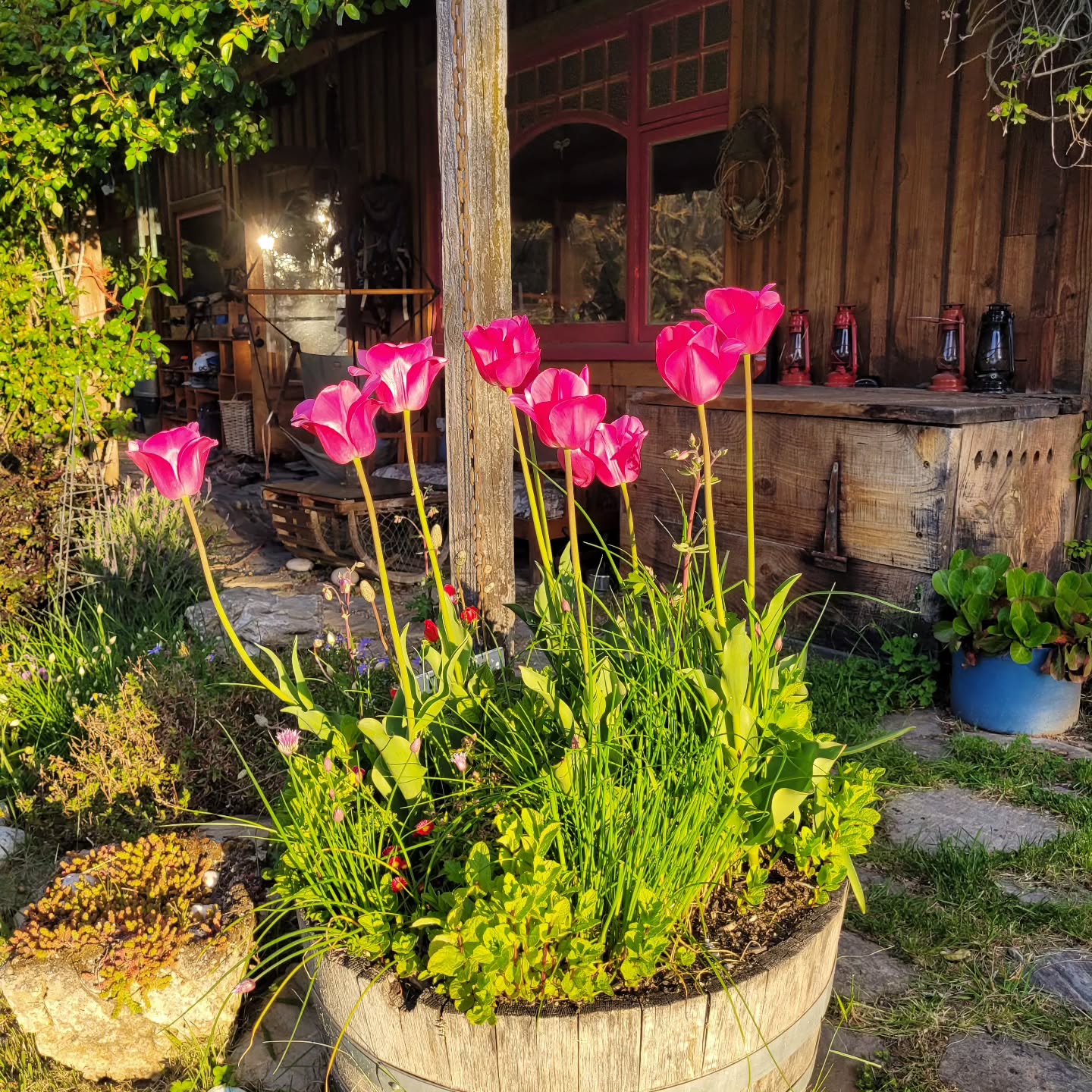 Tulips at Mountain Spirit NZ!