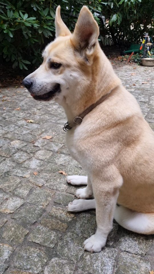 ... wenn der junge Wilde viel zu dynamisch ist... Die Hunde-Chefin sagt mal an "Übersprung-Rumflippen gerade nicht erwünscht hier in der Runde"
Lucy, die beste Erziehungs-Assistentin 🐾🤓💛
Sie kanns 😊👍
#maßvollkommunizieren
#bestemimik #hundemimik
#mithundensprechen #hundesprache #hundeleben #hundeliebe #hundeverstehen #übersetzunghund #hundesprache #hunde #dogs #doglovers #dogslife #dogsoninstagram