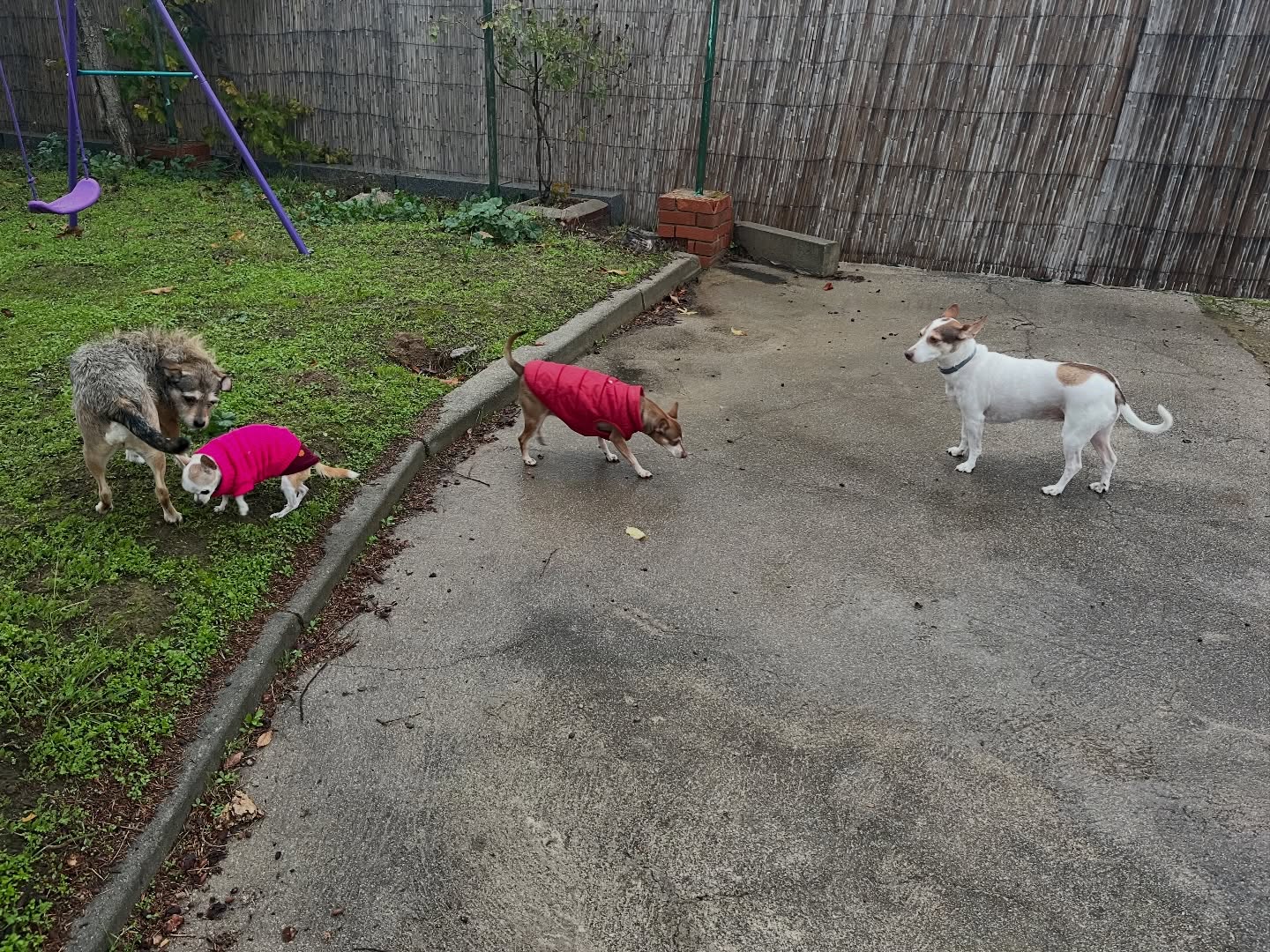 #cuidadoresdeperros #madrid #perrospequeños #españa #hoteldeperros