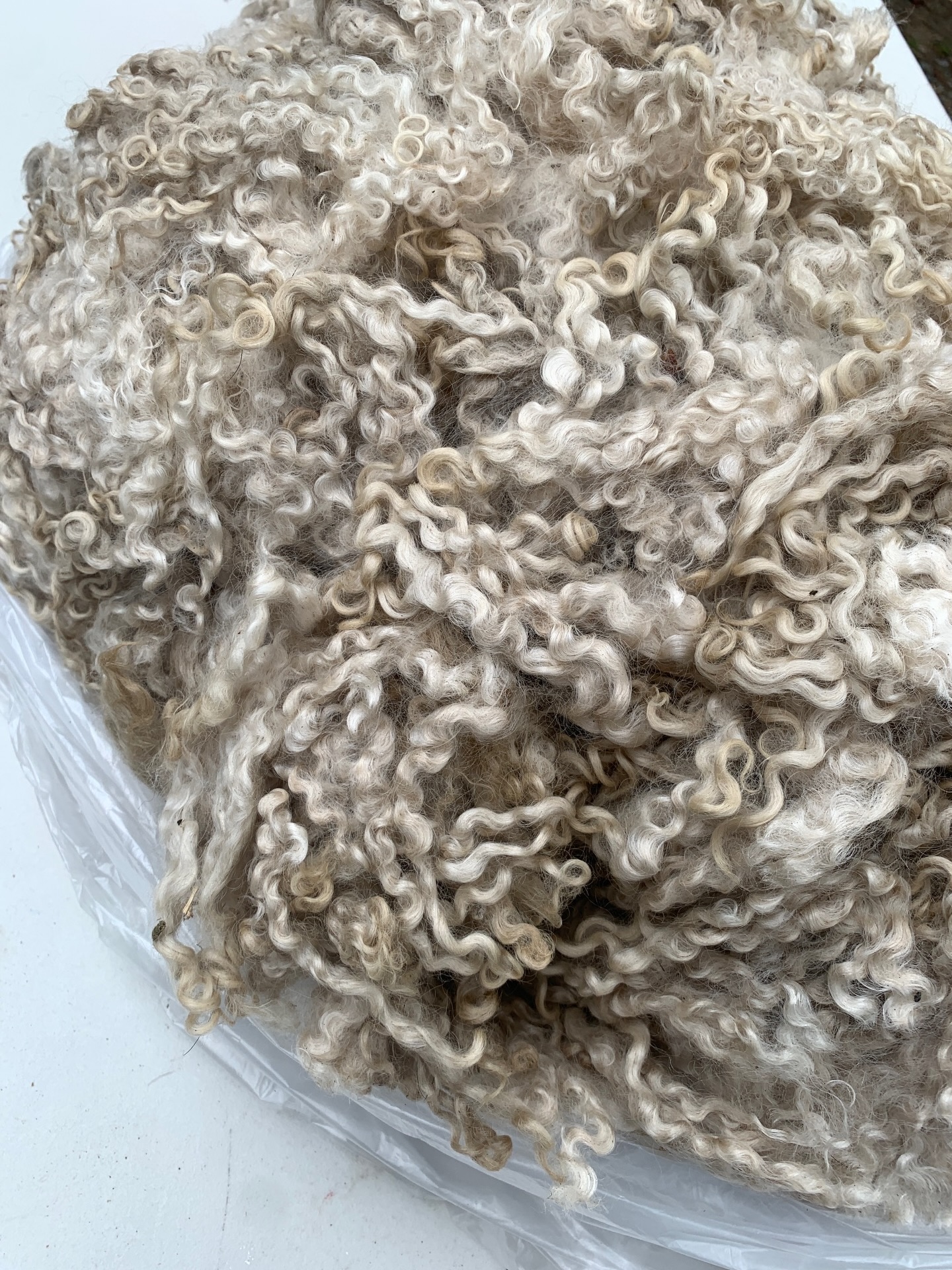 Last chance for discounted Teeswater fleeces! 🐑✨
Only FOUR Teeswater fleeces remain in the shop — now 20% OFF through November 30th‼️ If you’ve been waiting to snag a discounted fleece from a heritage, rare breed for your next Shave ’Em to Save ’Em project, this is the moment. Once they’re gone, they’re gone for the season!
Every Teeswater fleece you purchase helps support the conservation and longevity of this endangered longwool breed — and with our wool, you’ll know exactly which sheep grew it, right down to their name and flock number 🐏
Find your perfect match on our website: wildrosefarmwhidbey.com
#se2se #se2seprovider #shaveemtosaveem #teeswater #rarebreed #rarewool #heritagebreed #endangeredspecies #rawfleece #fiber #fiberartist #rawwool #crafting #fibercraft #woollocks #blackfriday #salesalesale