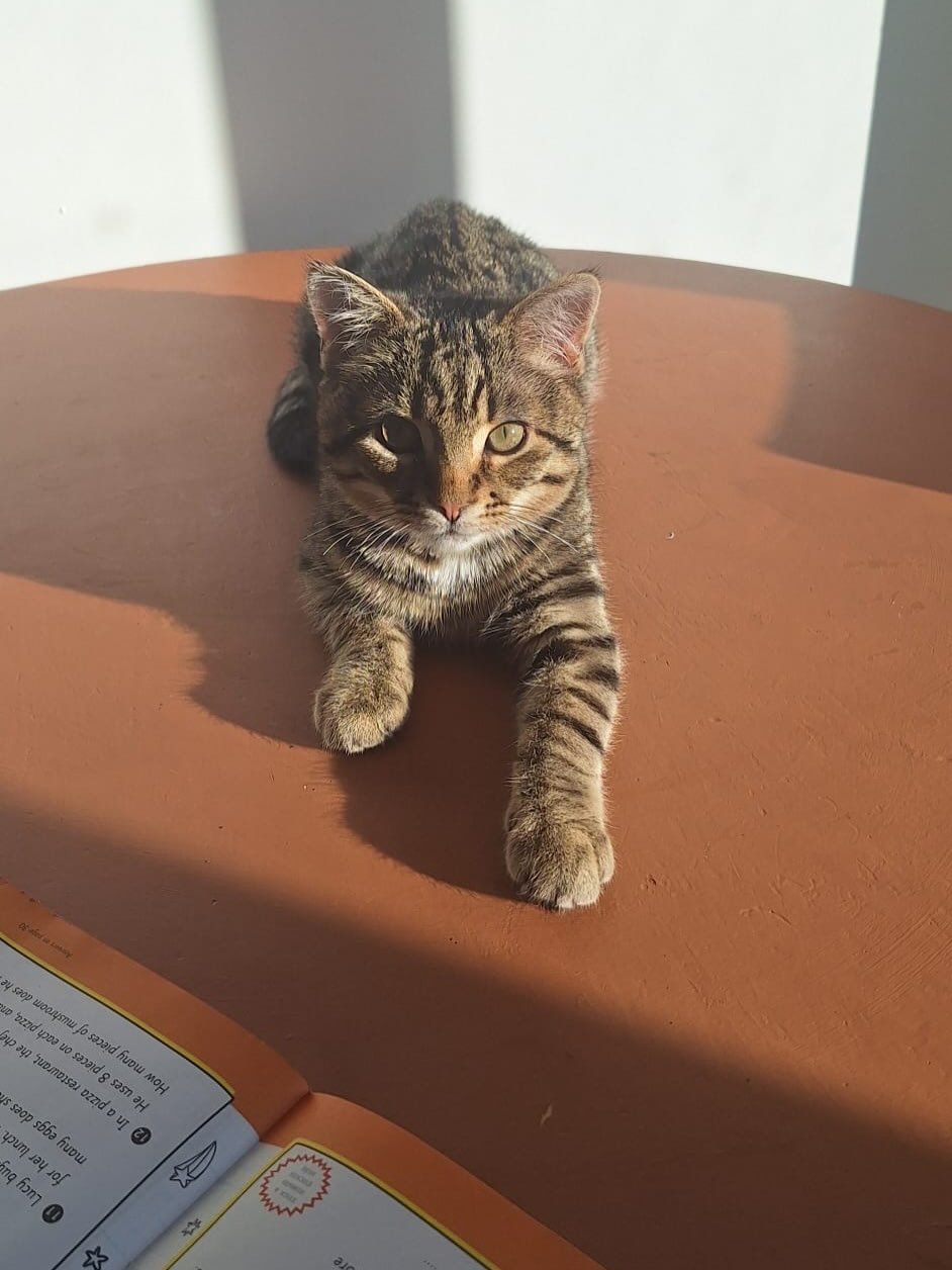 Goose now vs when he came in😻