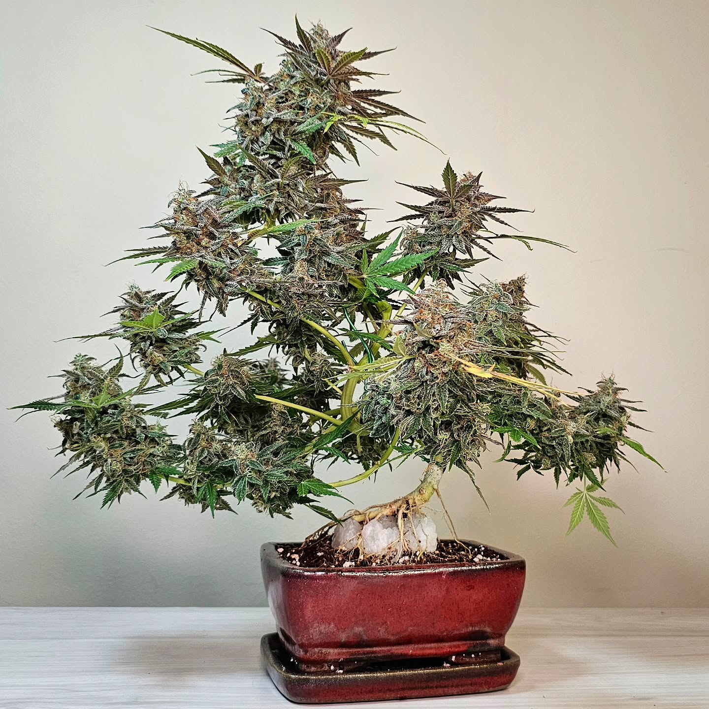 In bonsai, revisiting the same setup over and over is how you really learn; same pot, same stone, new tree, new outcome. Cannabis responds uniquely every time, even when the foundation doesn’t change. Growing this plant on the same quartz and in the same pot as previous builds shows how much expression comes from the plant itself. Cannabonsai is less about repeating results and more about observing how each grow writes its own version of the story.
Built on trusted genetics from @_mephistogenetics. Use code cannabonsai at the link in bio for 10% off.