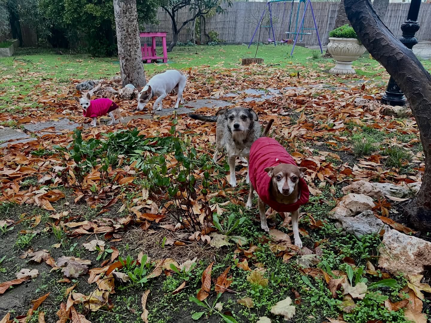 #cuidadoresdeperros #madrid #perrospequeños #españa #hoteldeperros