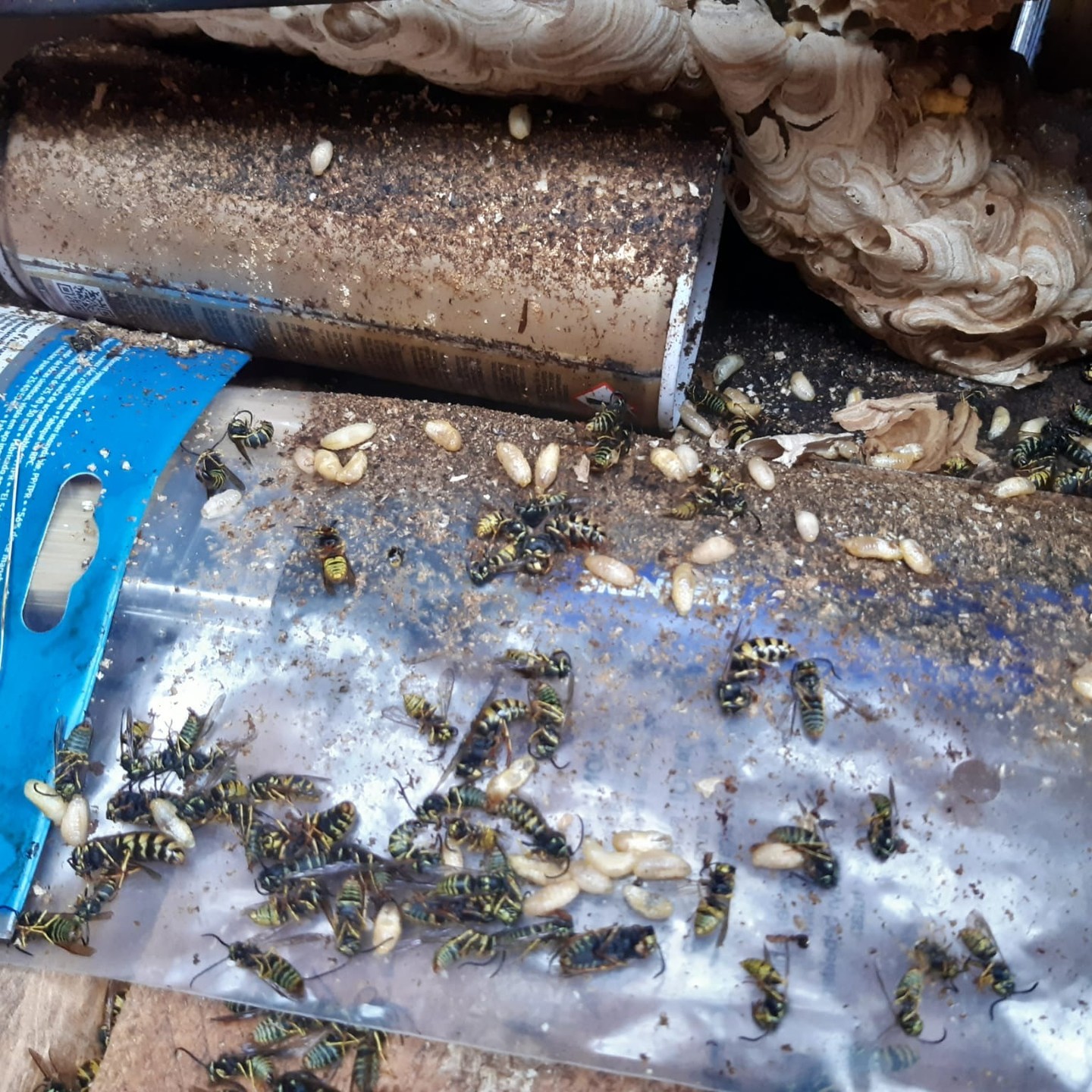 Intervention à Ville sur Jarnioux de Solyservices, suite à la présence d'un essaim de guêpes trop important et inaccessible, qui rendait l'accès à une partie du logement impossible. La taille représente le travail d'un essaim de 6 mois. On peut voir à quel point les guêpes s'activent pour construire leur nid. La reine pond des oeufs qui donneront naissance à des larves, puis à des guêpes adultes. Il n'existe qu'une seule reine qui ponde des œufs , les autres guêpes n'en pondent pas, ce sont des ouvrières. toutes les guêpes d'un même nid sont donc des sœurs.
Dans certains cas, la reine peut donner naissance à 2 guêpes fertiles, (mâle et femelle) et lors de la mort de la reine, la guêpe femelle fertile deviendra la nouvelle reine. Ce qui fait que si vous ne faites pas intervenir des professionnels pour nuire à cela, le nid continuera à exister dans le temps.
Il n'est pas trop tard pour agir.
Contacter nous sur Solyservices.com ou bien par tel au 04 37 22 62 90.