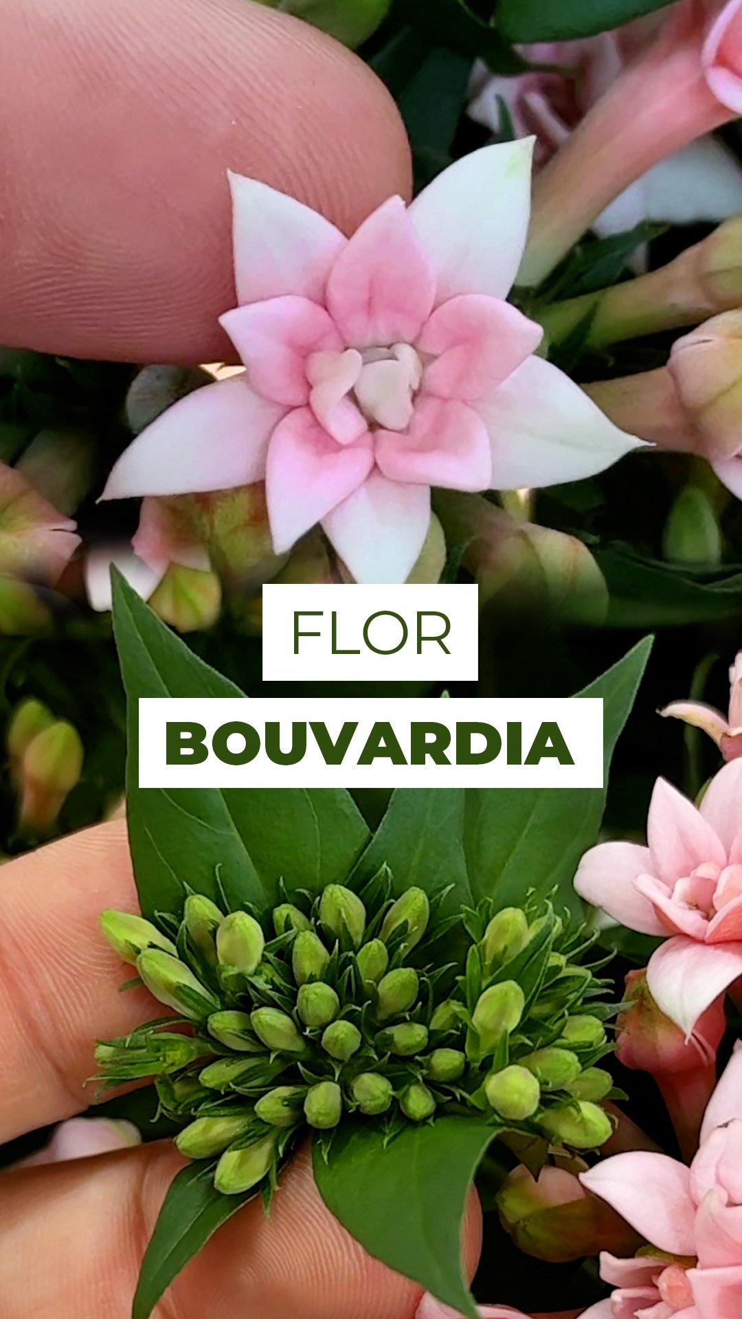 Essa é a Bouvardia! 🌸
Uma joia discreta que surpreende quando a gente olha de perto. Cada haste carrega dezenas de flores minúsculas se abrindo ao mesmo tempo, criando esse visual de “explosão” tão único.
Delicada, elegante e cheia de boas vibrações!
E ai, já conhecia essa flor?
Deixa pra gente nos comentários 👇
#bouvardia #floresdecorte #arranjo #decor #buque