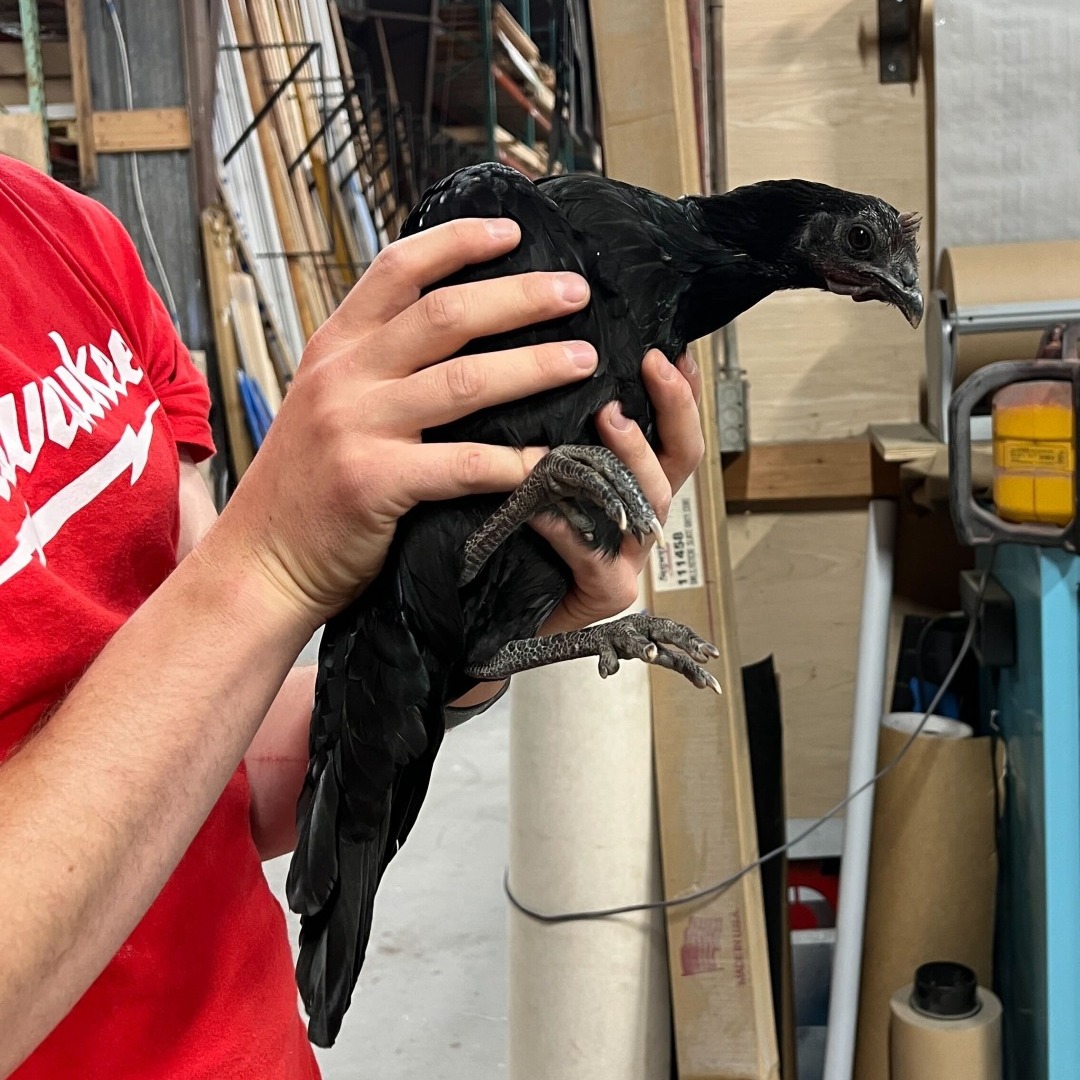 Behold the OHOH pardoned turkey. We’re grateful she made it to a farm upstate—or some fabrication like that. Happy Thanksgiving, friends.