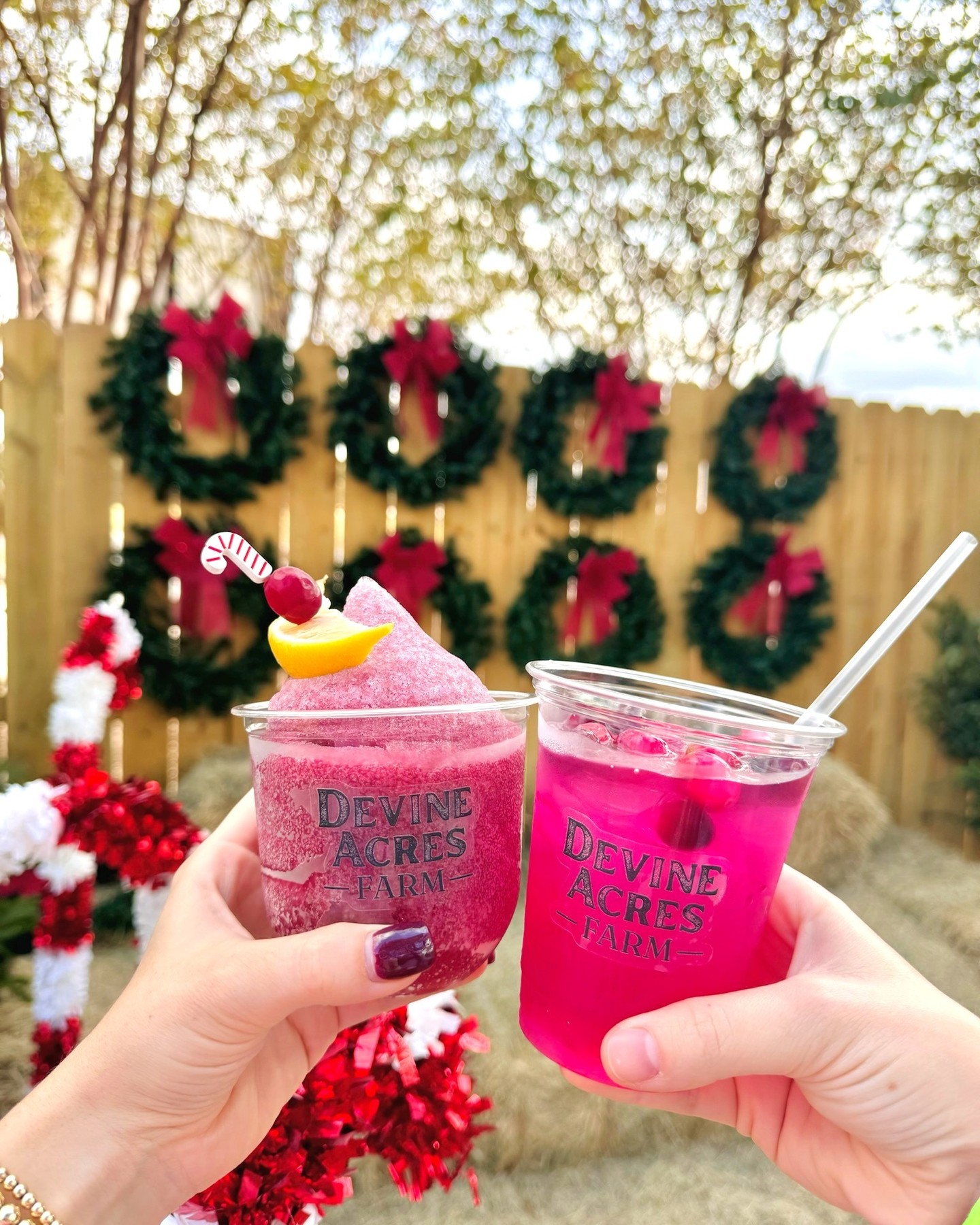 🎅❄️ Opening week vibes are in the air! Come out this Friday-Sunday to kick off Christmas CountryFest with us!
🎄If you are planning to cut down your own tree from our Christmas tree field, this is the weekend to come. We typically sell out of choose & cut trees after opening weekend! We have will have plenty of pre-cut trees available as well!
🎟️ devineacresfarm.com/christmas-admission