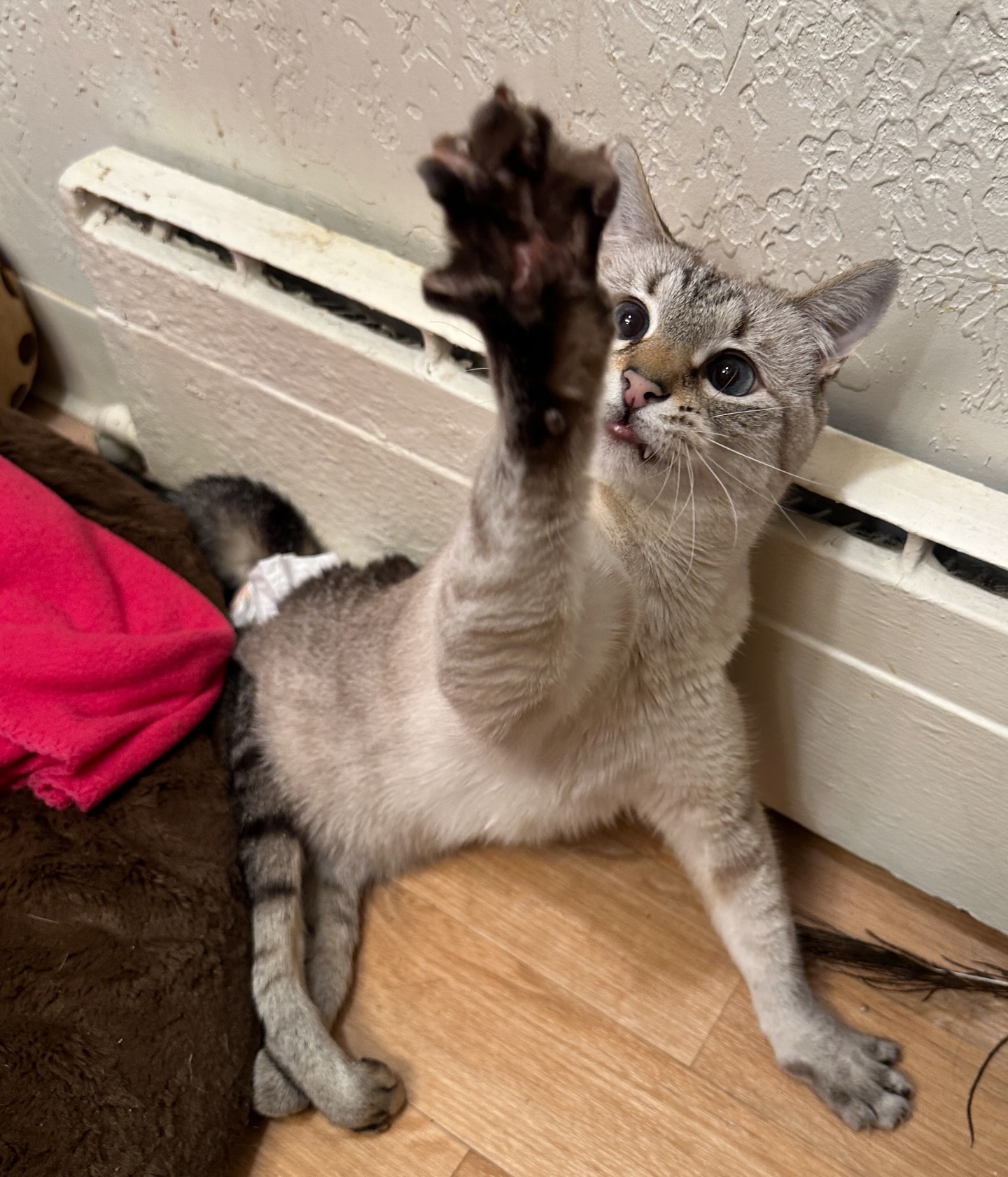 This time of the year, especially the holidays, can be the most challenging of the year for so many. We always have so much going on in our world, however we just do not ever know who or how others are being affected in their own spheres of existence. We should always strive to think of others and their experiences, however holidays can sometimes bring that pain closer to the surface. HarPURR helps so many with his inspPURRirational, indomitable spirit. Be like our warrior and purrlease be extra mindful, thoughtful and compassionate.
There are many who have lost loved ones recently, have loved ones that may be ill or are ill themselves, are having family issues, fighting a war, experienced/ing trauma or who have spent their entire lives never knowing what love truly is.
Holidays can be the loneliest time of the year, so keep these special souls in your thoughts & let them know how important they are to you. The winter solstice is approaching soon and we will begin to have the light come back, maybe with the light there will be endless love. We just never know what others are enduring and you may be the one who brings some joy into their heart.
Every demonstration of compassion can touch hearts in such purrfound and long lasting ways. Ways that we may never truly know. Sending love, gratitude and purrs or positivity to everyone.
If you are ever feeling a moment of self doubt, HarPURR and I hear to tell you that you are valued, that you are irreplaceable, feel the warrior spirit from within and HarPURR on. Help him to fulfill his mission to insPURRire, advoCATe, eduCATe, encourage and demonstrate compassion by letting your light shine bright from within.
advoCATe 💨 eduCATe 💨 insPURRire