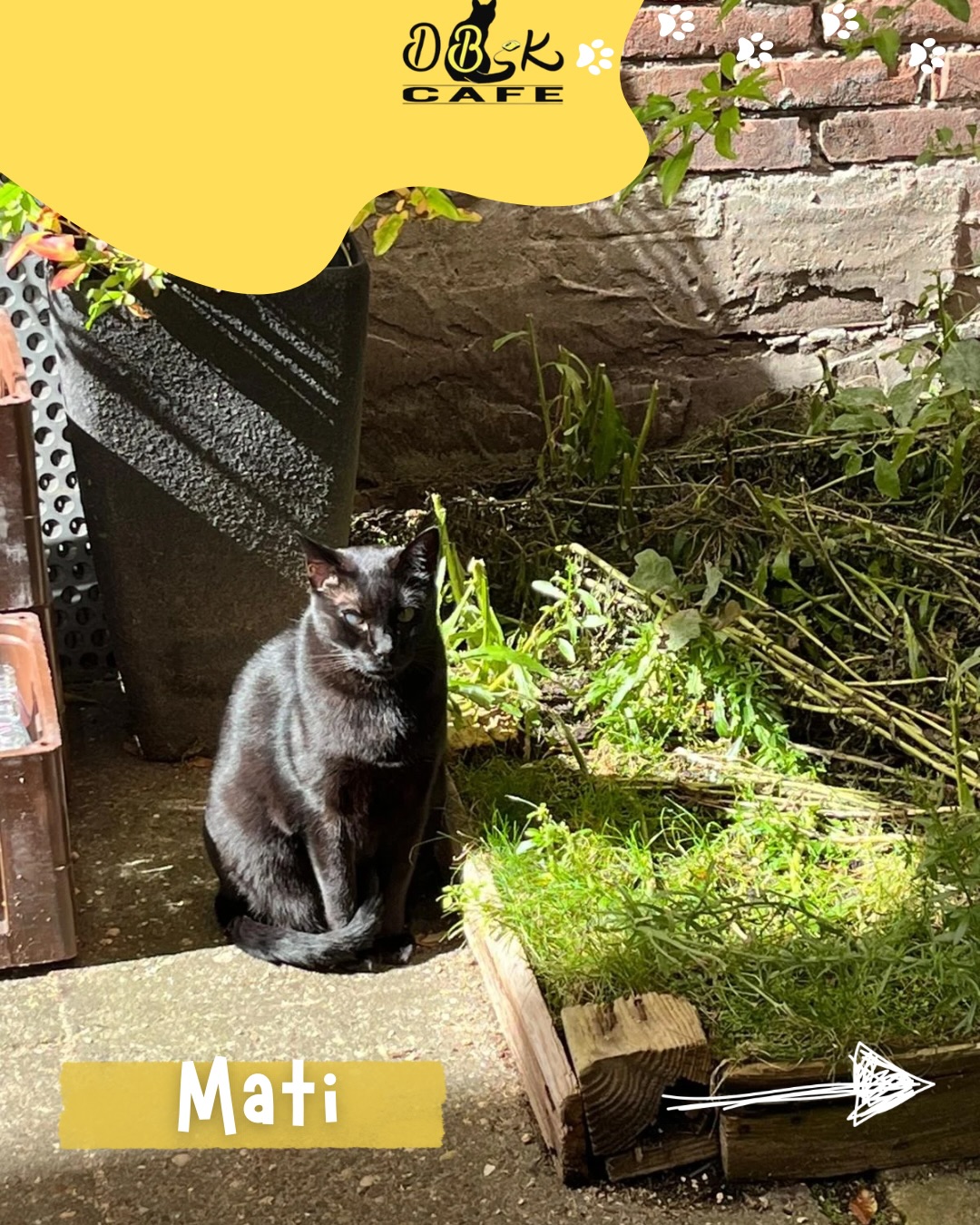 Mijn naam is Mati. Ik ben die grote zwarte kater met één werkend oog en een hart dat minstens zo groot is. Overdag vind je me vaak ergens comfortabel uitgestrekt, liefst op een warm plekje of in een mand waar ik me veilig voel. Ik ben dol op aandacht — hoe meer knuffels, hoe beter — en ik begroet iedereen alsof we al jaren vrienden zijn.
Soms vergeet ik dat ik geen kitten meer ben. Dan ren ik een beetje onhandig rond op mijn lange poten en bots ik per ongeluk ergens tegenaan. Maar dat hoort gewoon bij mijn charme. Ik “praat” ook veel: als ik iets niet mag, mopper ik zachtjes met mijn stem. Dat is mijn manier om te zeggen dat ik het er niet helemaal mee eens ben.
En ja… eten stelen van de gasten blijft een van mijn favoriete hobby’s — ook al weet ik heel goed dat het niet mag. Je mag me gerust stoppen hoor, want eigenlijk word ik er niet eens goed van. Zelf vind ik het vooral spannend om te proberen.
Ook al zie ik de wereld maar met één oog, ik geniet van elke beweging, elk geluid en elk moment dat iemand even de tijd neemt om bij me te zitten.