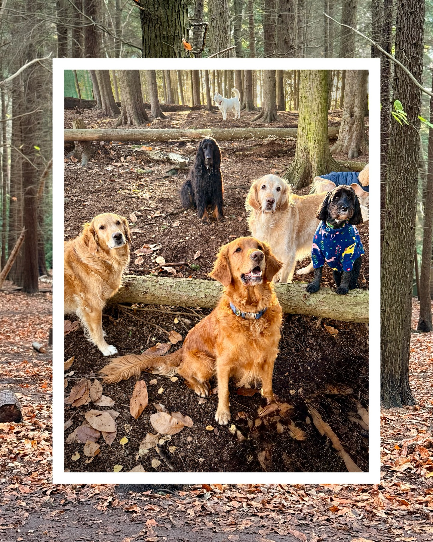 As November comes to a close, here’s some adorable snaps from this week at Duncan’s!🥰🐾 December, we’re ready for you… who’s excited for Christmas? 👏🏻🎄✨