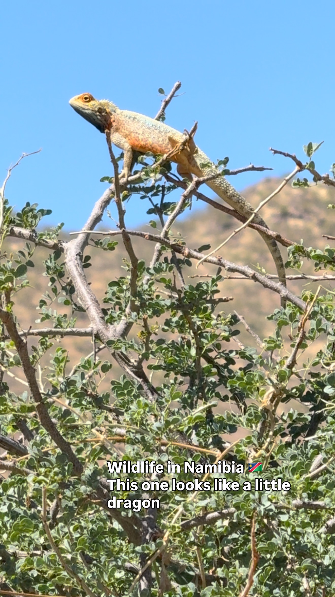 Little creatures which you can meet in Namibian bush
#lizzard #wildlifenamibia #dragonlizzard #wildanimals #safarinamibia