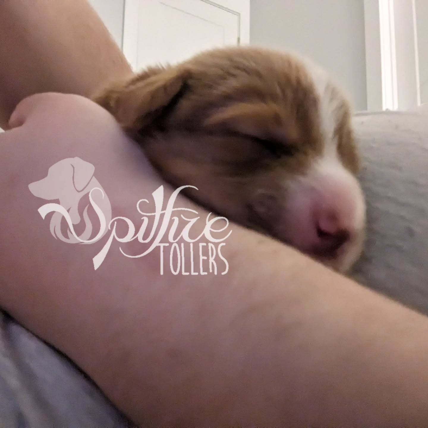 Scenes from around the whelping box this week! So much development goes on between days 7 and 14! Everyone is at least starting to show us their eyes, and we're monitoring everybody closely to make sure everyone is growing as they should. Lots of sleeping and eating with occasional attempts at some wobbly steps! It's so exciting to see them grow from potatoes to puppies.