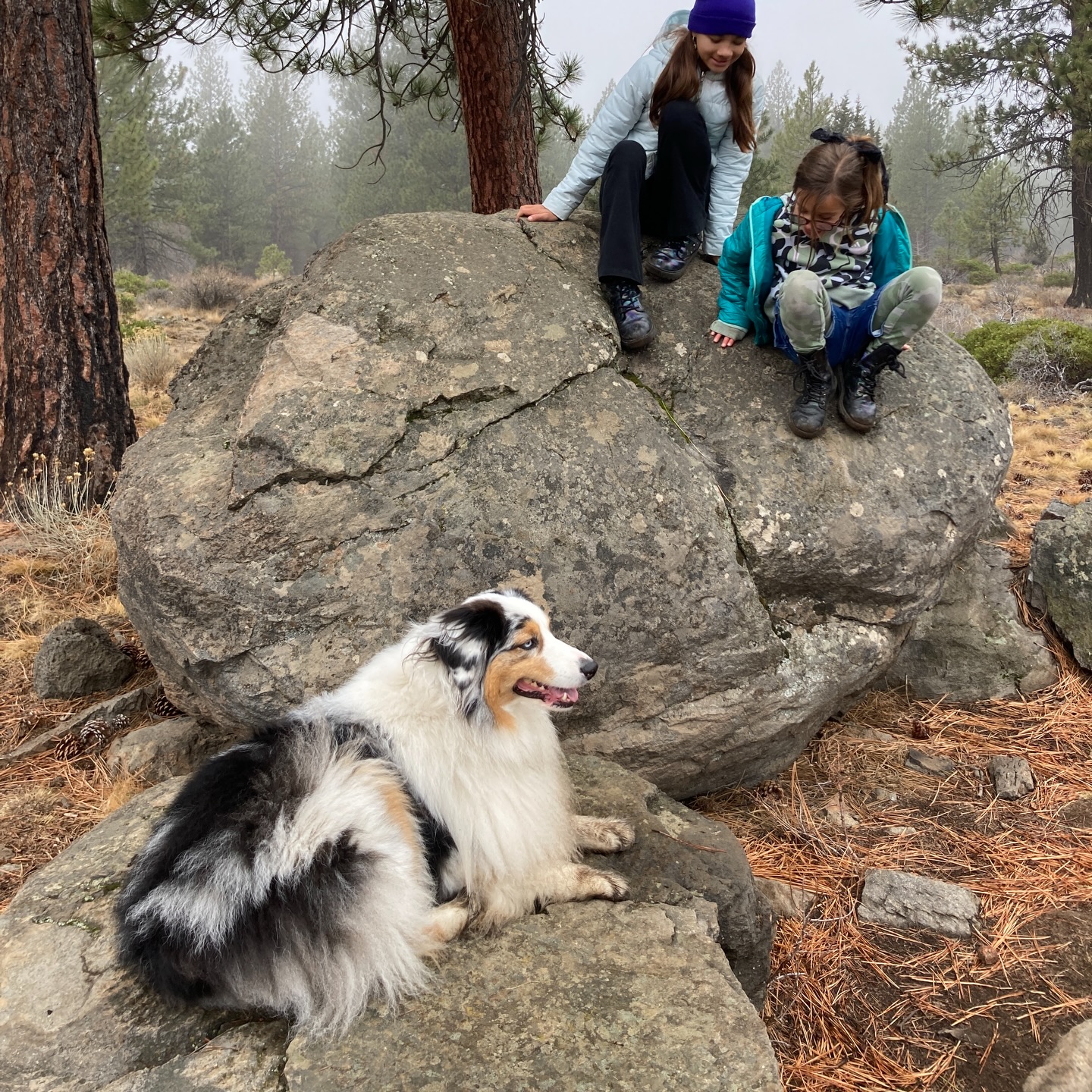Did you get out on the trails this weekend? #rimrocktrails #gooddogtrails #dogpacco #aussiesofinstagram #backyardbend #bendoregonlife
