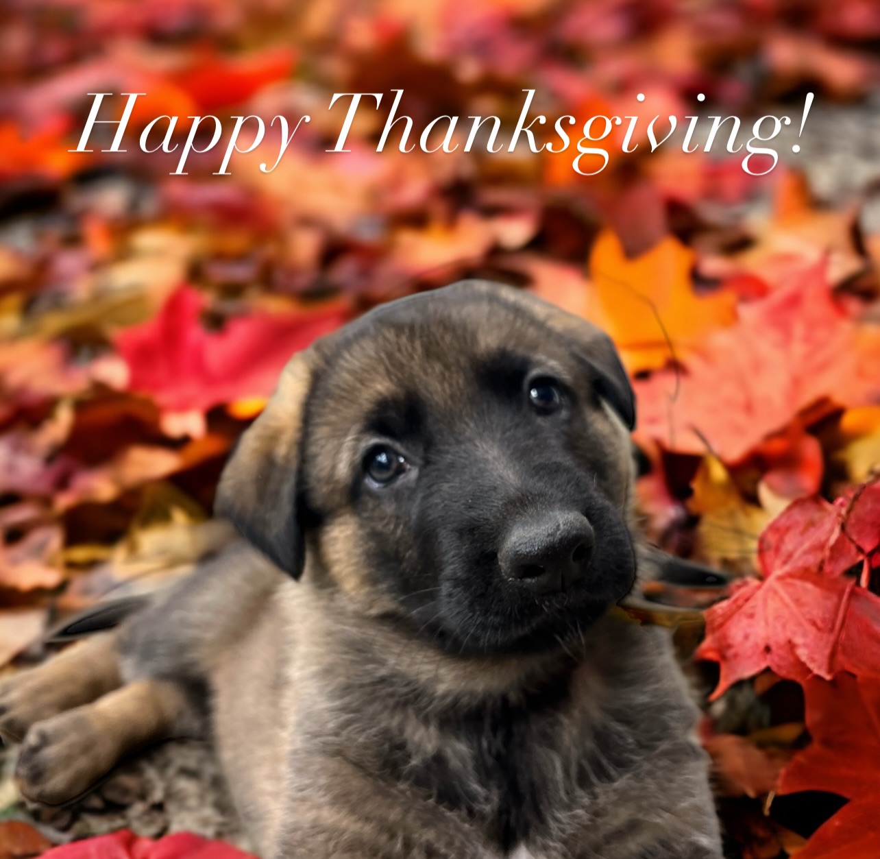 We’re celebrating our Thanksgiving tomorrow but I’m thinking today about how grateful I am to be home today. I love my life and while this year has been hard for me -the lessons I’ve learned have made me all the more grateful. May you and your loved ones be blessed and feel loved today and always!
And because Maggie and I love this song, here ya go 🙂 🐾
https://music.apple.com/us/music-video/stretchy-pants/1594770857