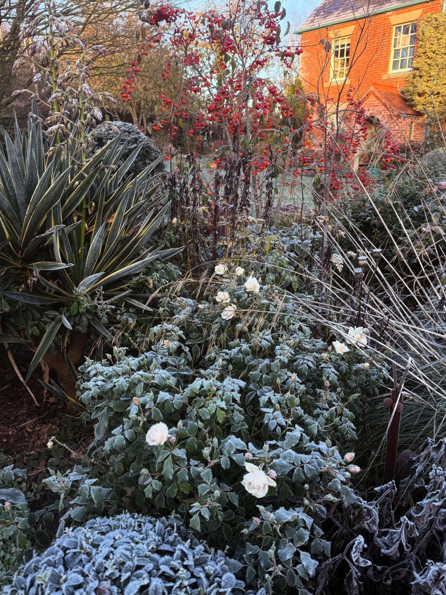 First frost and the end of cosmos, salvias and dahlias for the year.
However, these red crabapples (Malus Evereste) and white flower carpet roses (‘Noaschnee’) keep the show going, enhanced by the texture and form of the evergreen yucca leaves and airy Stipa gigantea seedheads.
#november #cottagegardenstyle #plantingdesign