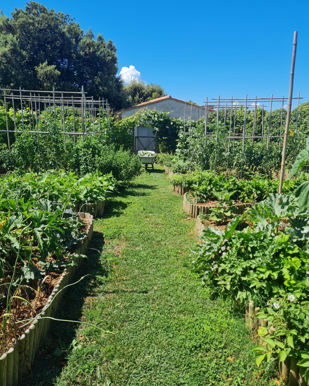 Slow living begins in the soil —
and extends into the way we live.
In the garden,
we grow what nourishes us.
In the kitchen,
flavors come alive with seasonal produce
and our own organic olive oil.
The rooms –
a place to calm down, reset
and enjoy the calm of the Tuscan countryside.
Here, nature shapes not only what we eat,
but how we breathe, sleep, and reconnect.
#slowliving #retreatvenue #newcookbook